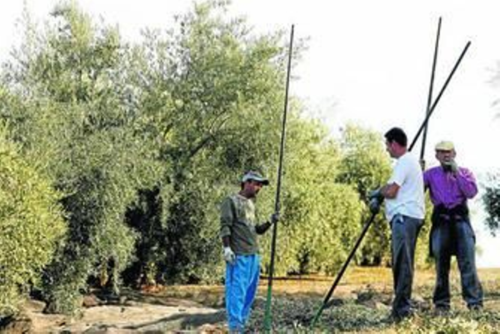 Unos temporeros trabajan en la recogida de aceituna.