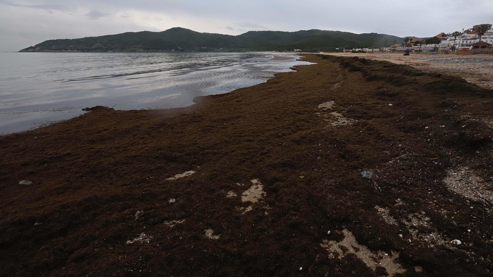 El alga invasora cubre de nuevo la playa de Getares