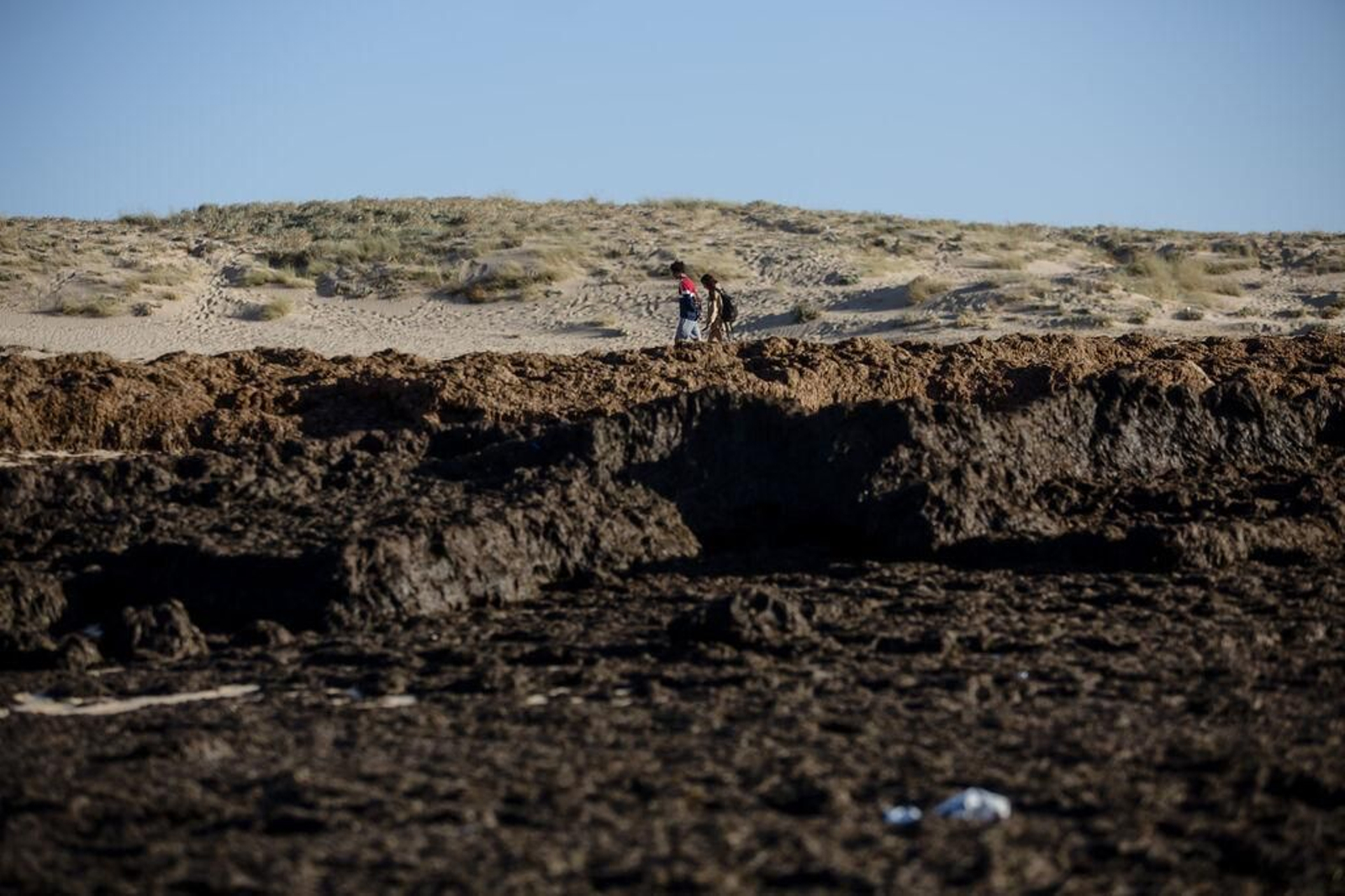 Una playa de los Caños de Meca este miércoles repleta de algas.