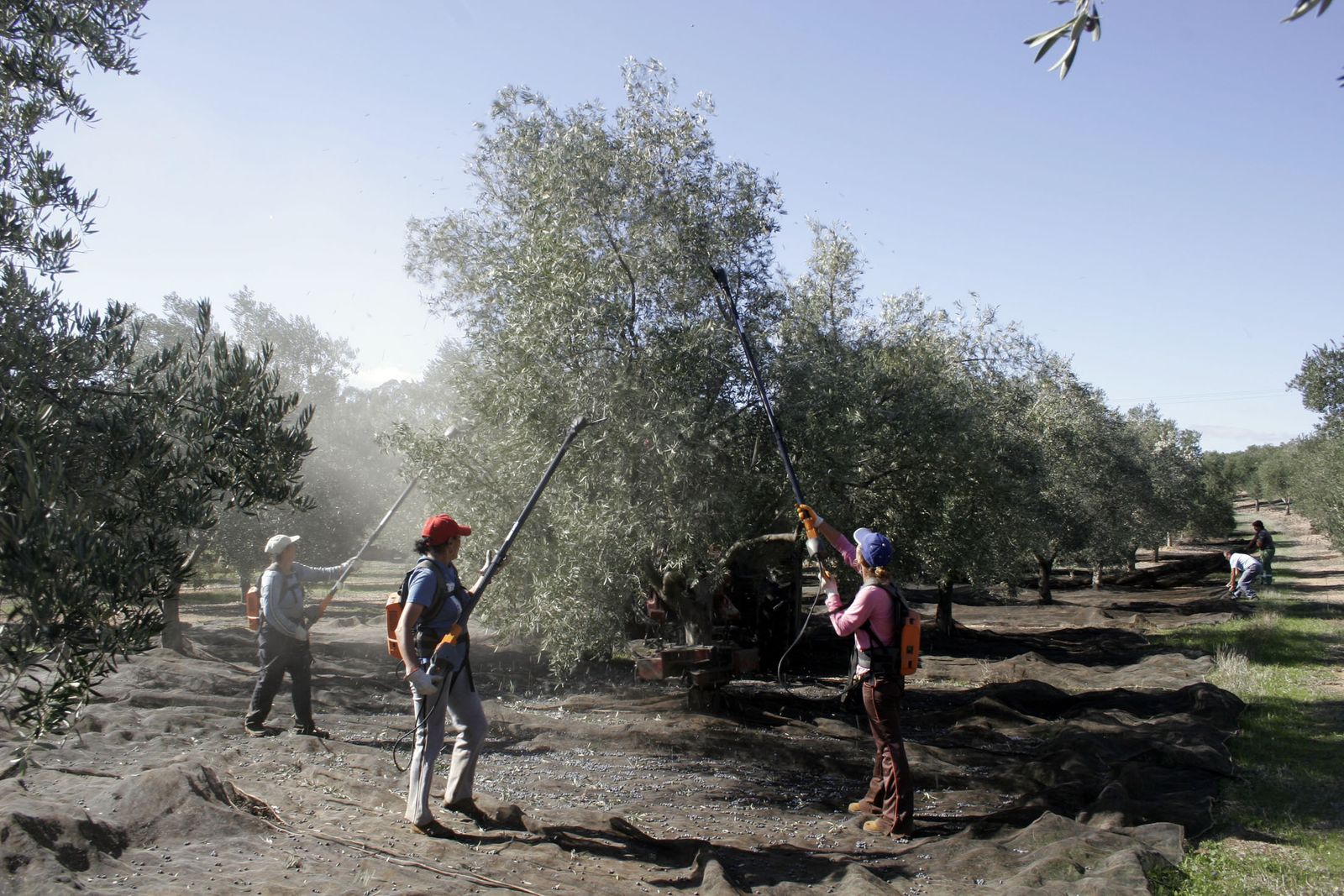 El olivar es uno de los cultivos a los que ataca la Xylella fastidiosa.