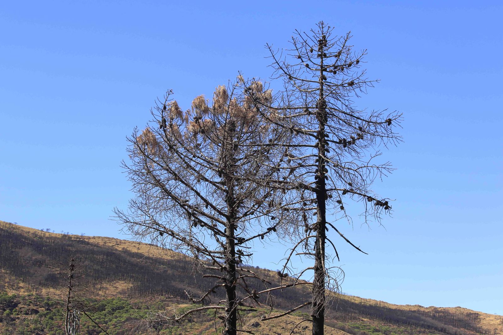 Un año del gran incendio de Sierra Bermeja, en fotos.