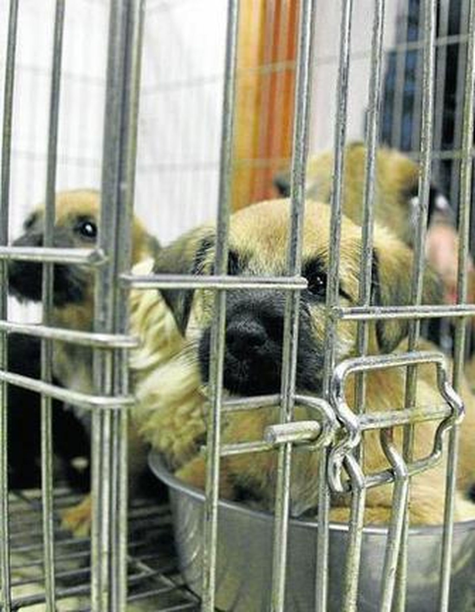 Imagen de cachorros del Centro Zoosanitario.