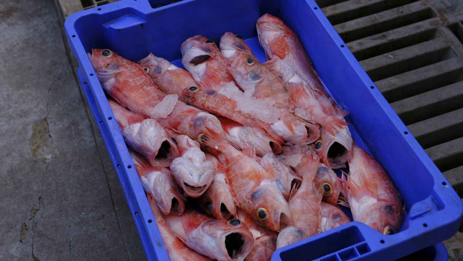 Imágenes de la visita guiada a la Lonja del Puerto Pesquero de Almería