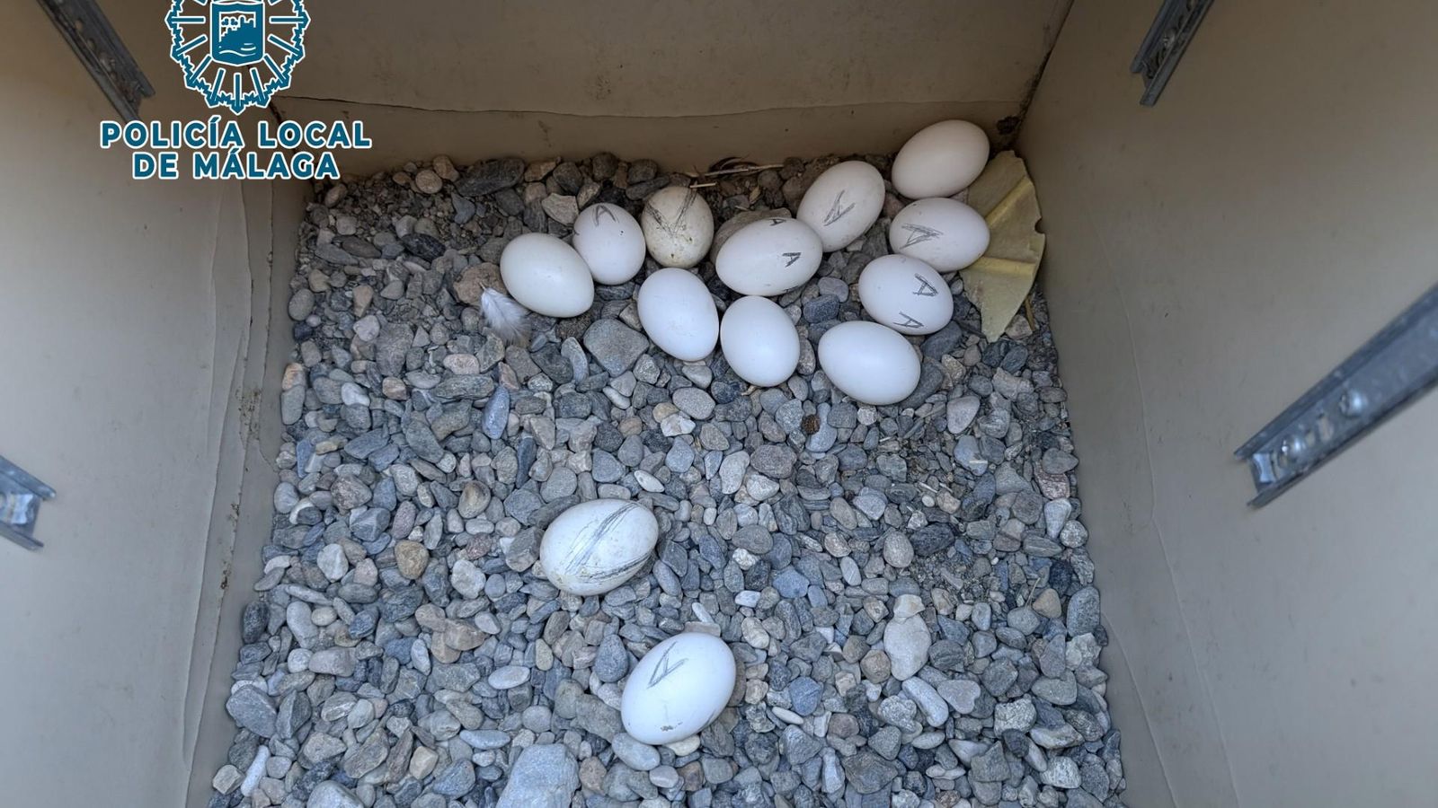 Huevos de gallos localizados por los policías