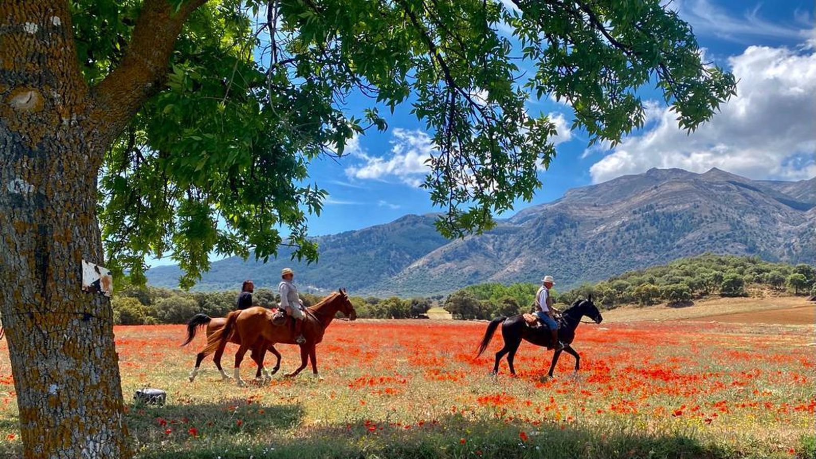 Las amapolas cubren uno de los caminos de Destino Rocío.