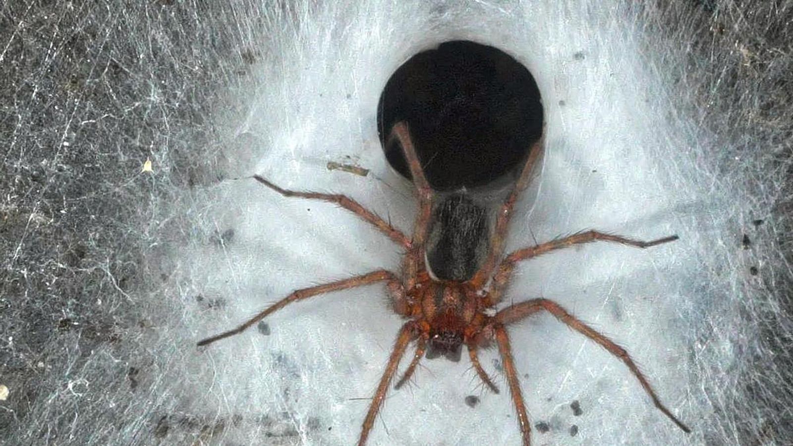 Primer plano de uno de los especímenes hallados.