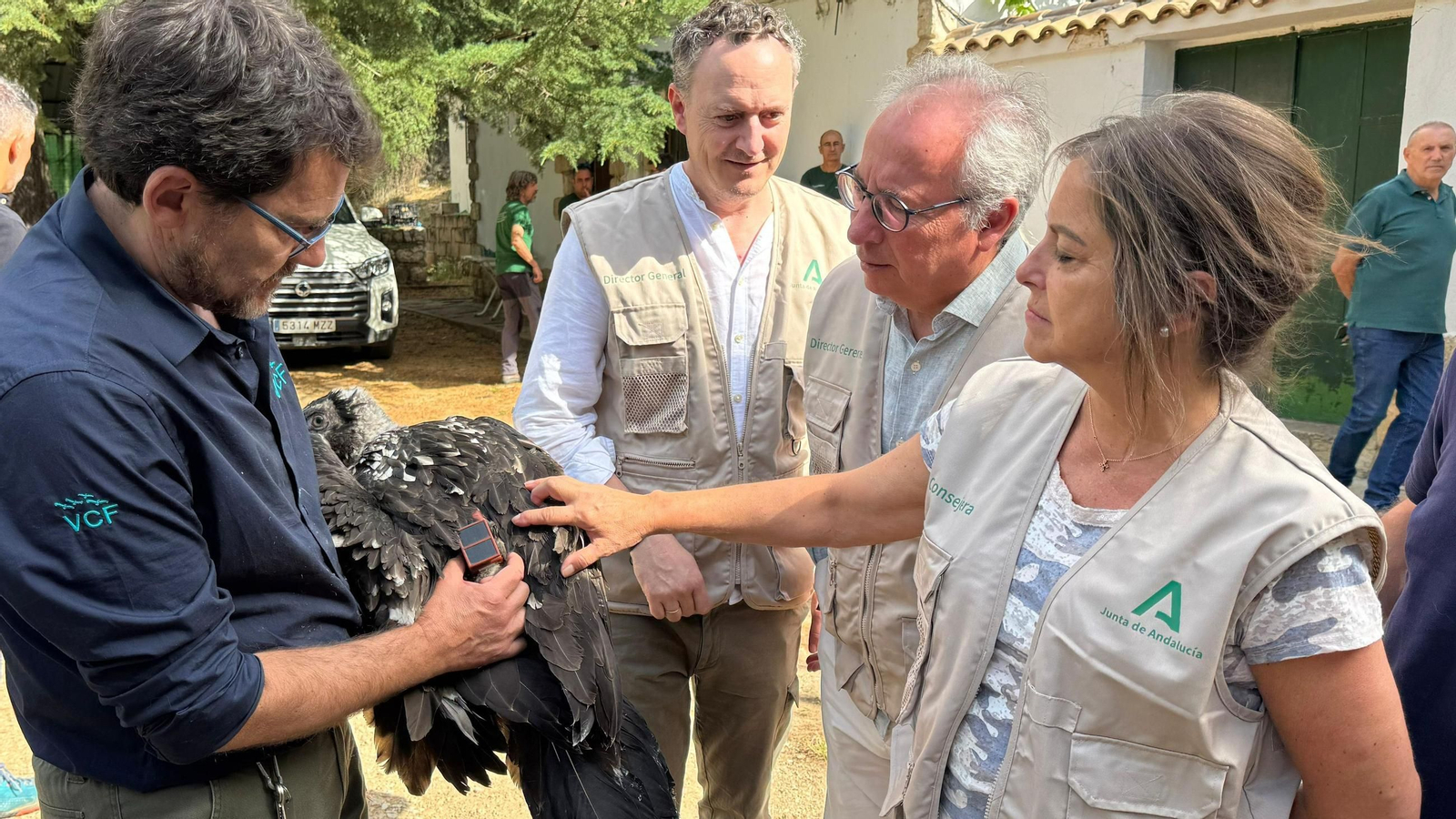 Suelta del quebrantahuesos Acosta.