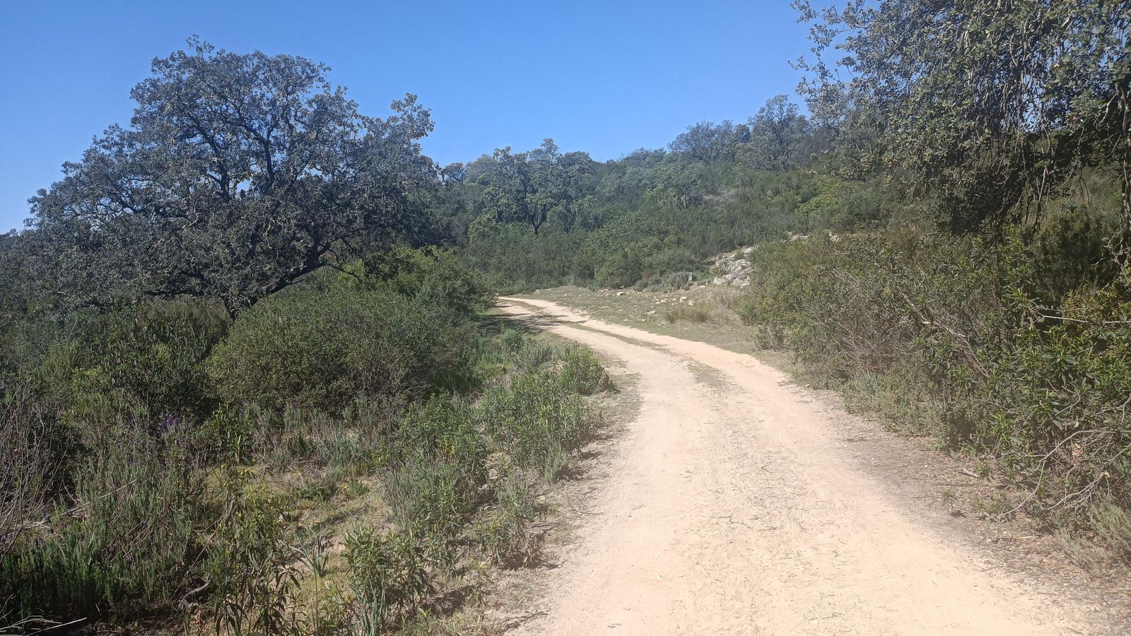 El camino serpentea en su avance por la Sierra Clara.