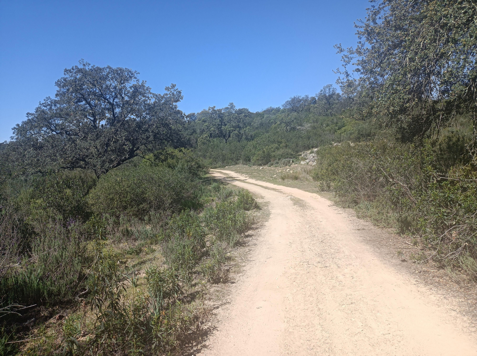 El camino serpentea en su avance por la Sierra Clara.