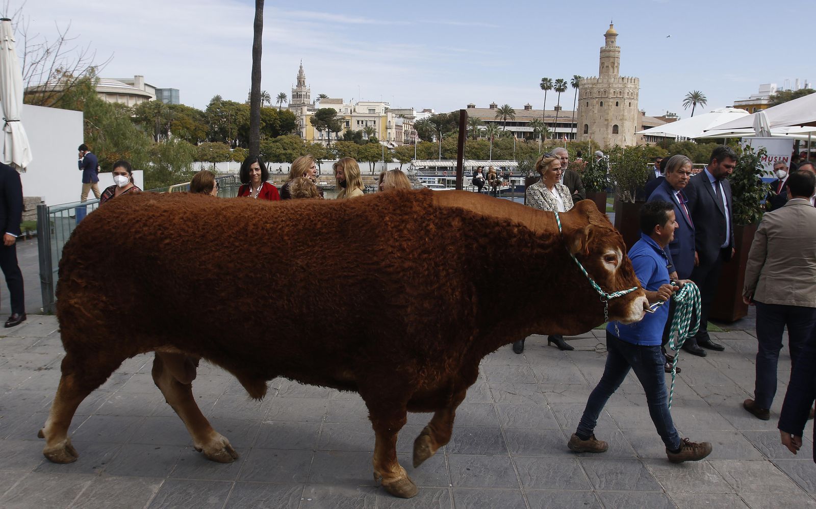 'Limonero', el toro campeón de España de la raza limusina, de unos 1.400 kilos de peso,  en la entrada del restaurante Abades Triana.