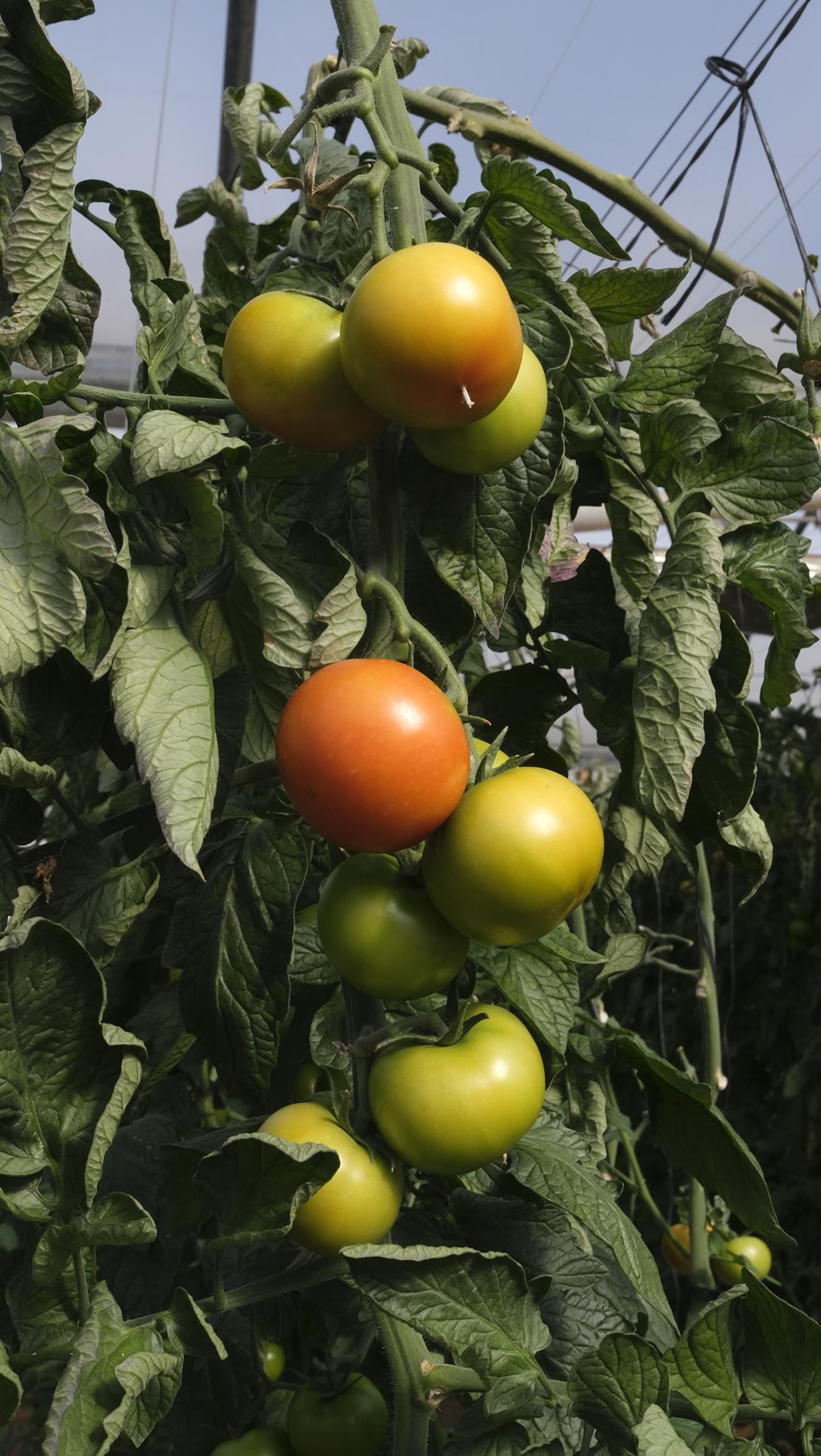 50 años de la Estación Experimental Cajamar-Las Palmerillas, en fotos