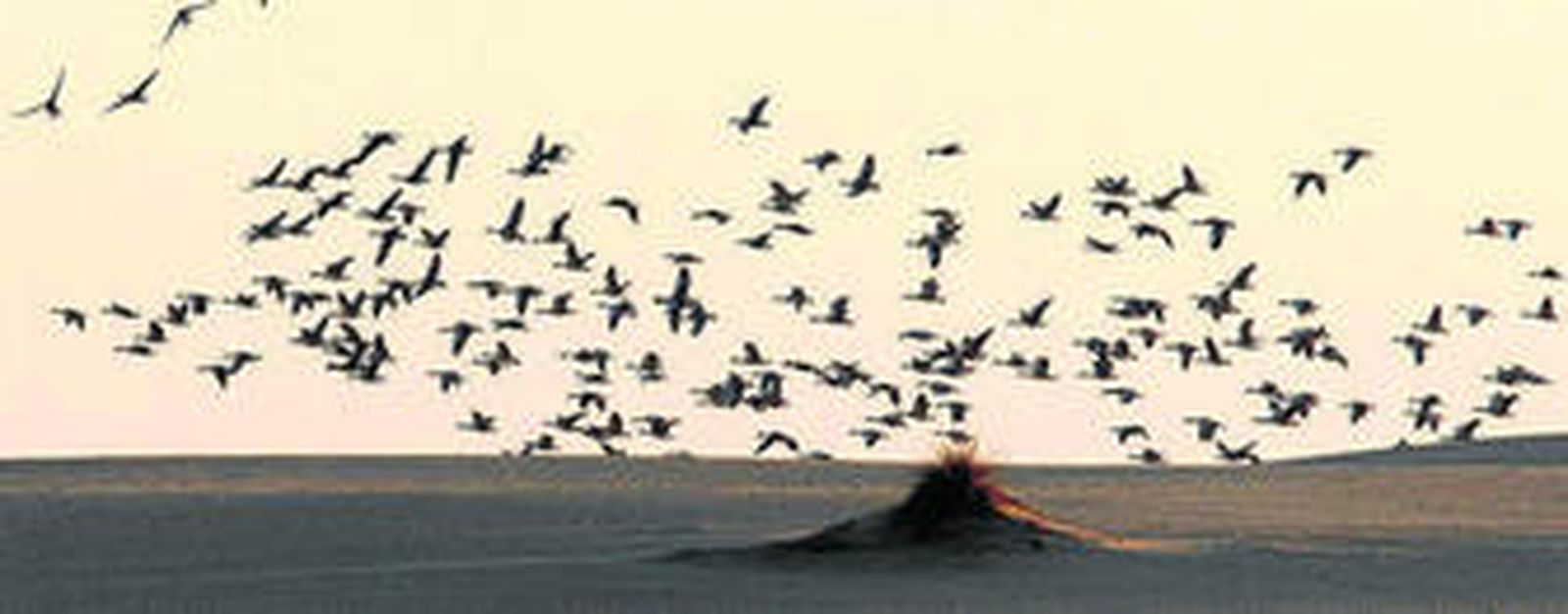 Concentración de miles de ánades en el Cerro de los Ánsares, una zona de dunas del Espacio Natural de Doñana.