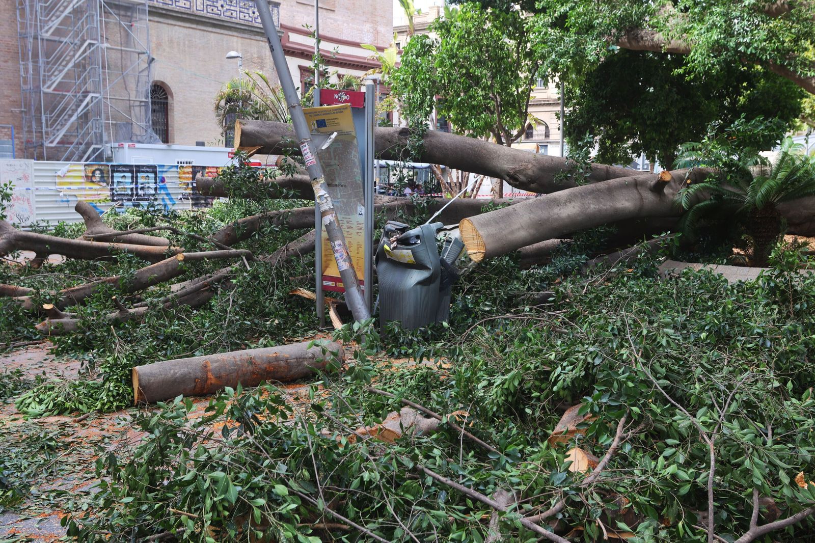 El árbol caído en la Plaza de la Encarnación.
