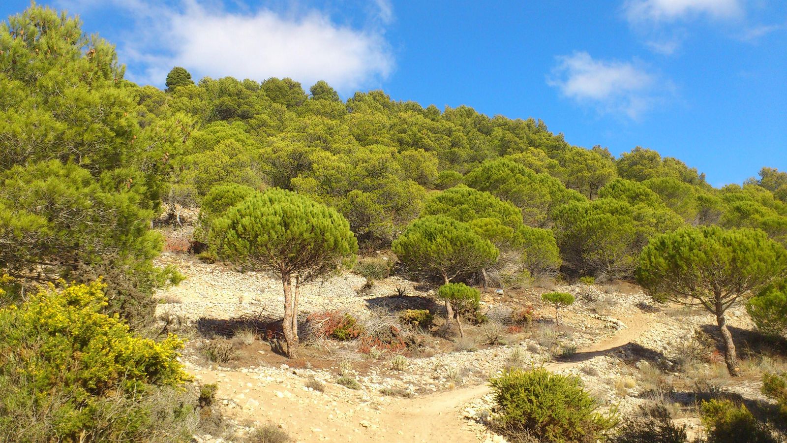 Los arenales de los puertos entre pinos piñoneros.