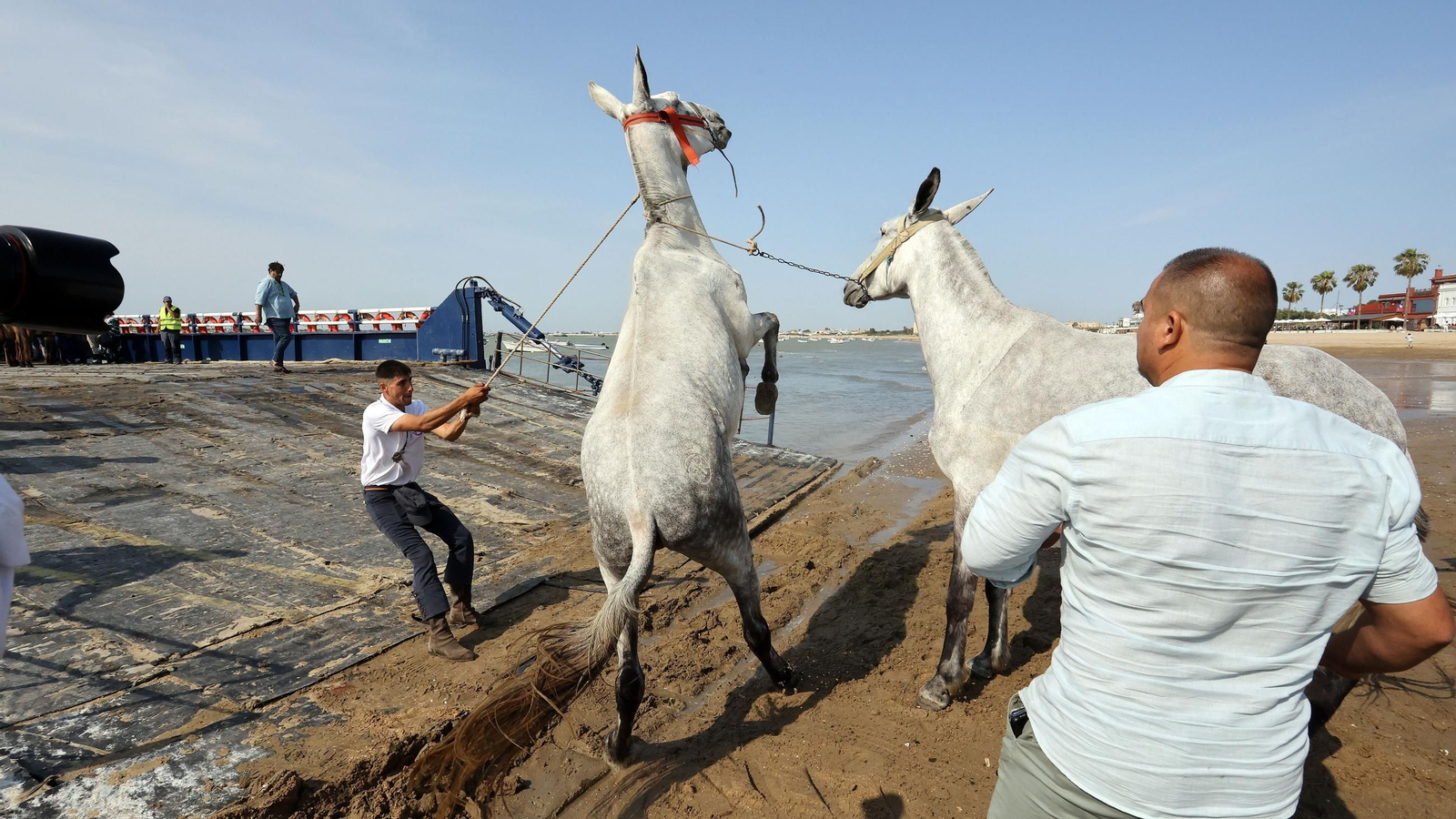 La Hdad del Rocío de Jerez de Bajo Guía a Doñana