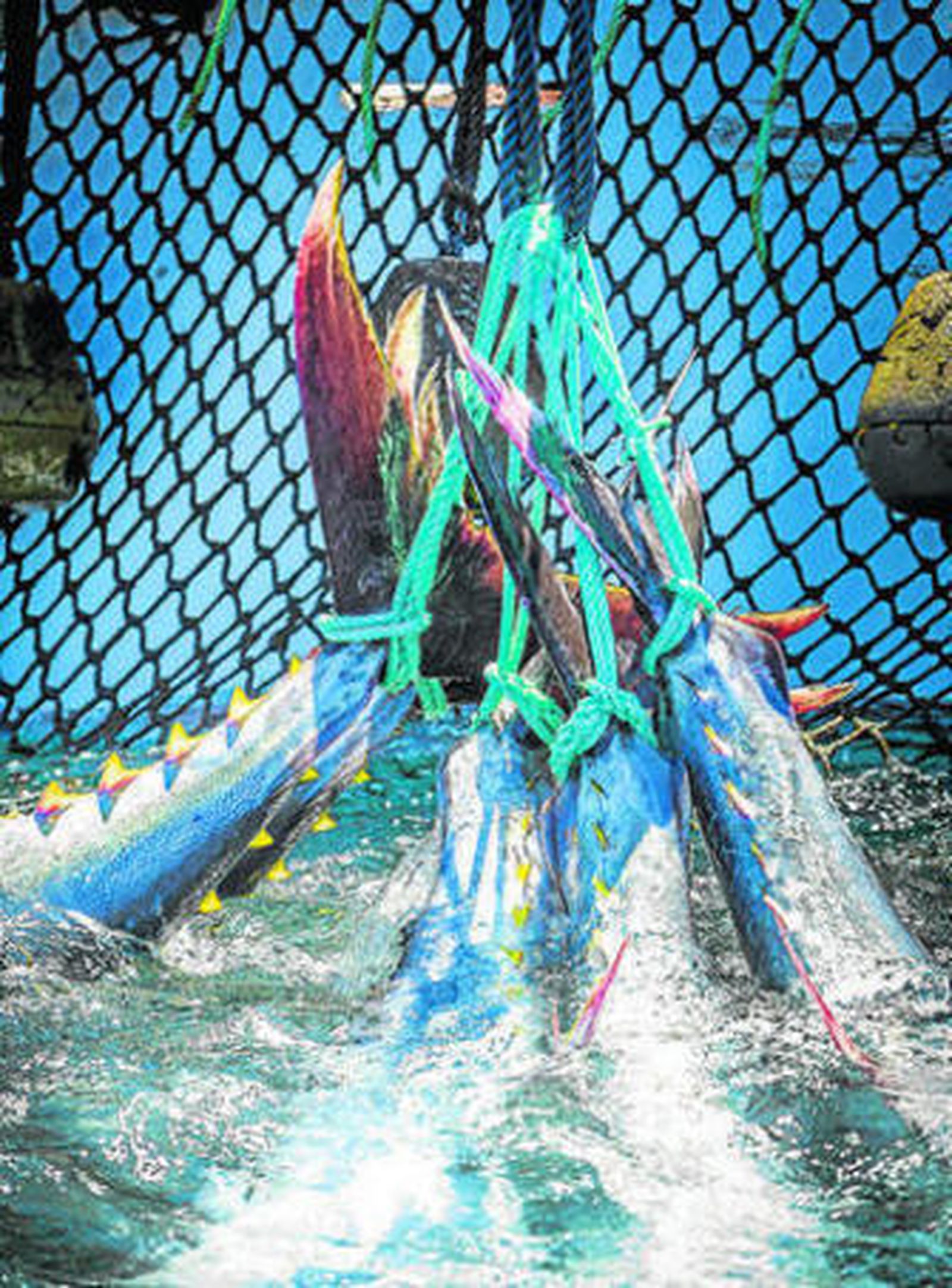 Unos atunes durante una 'levantá' en la almadraba de Barbate.