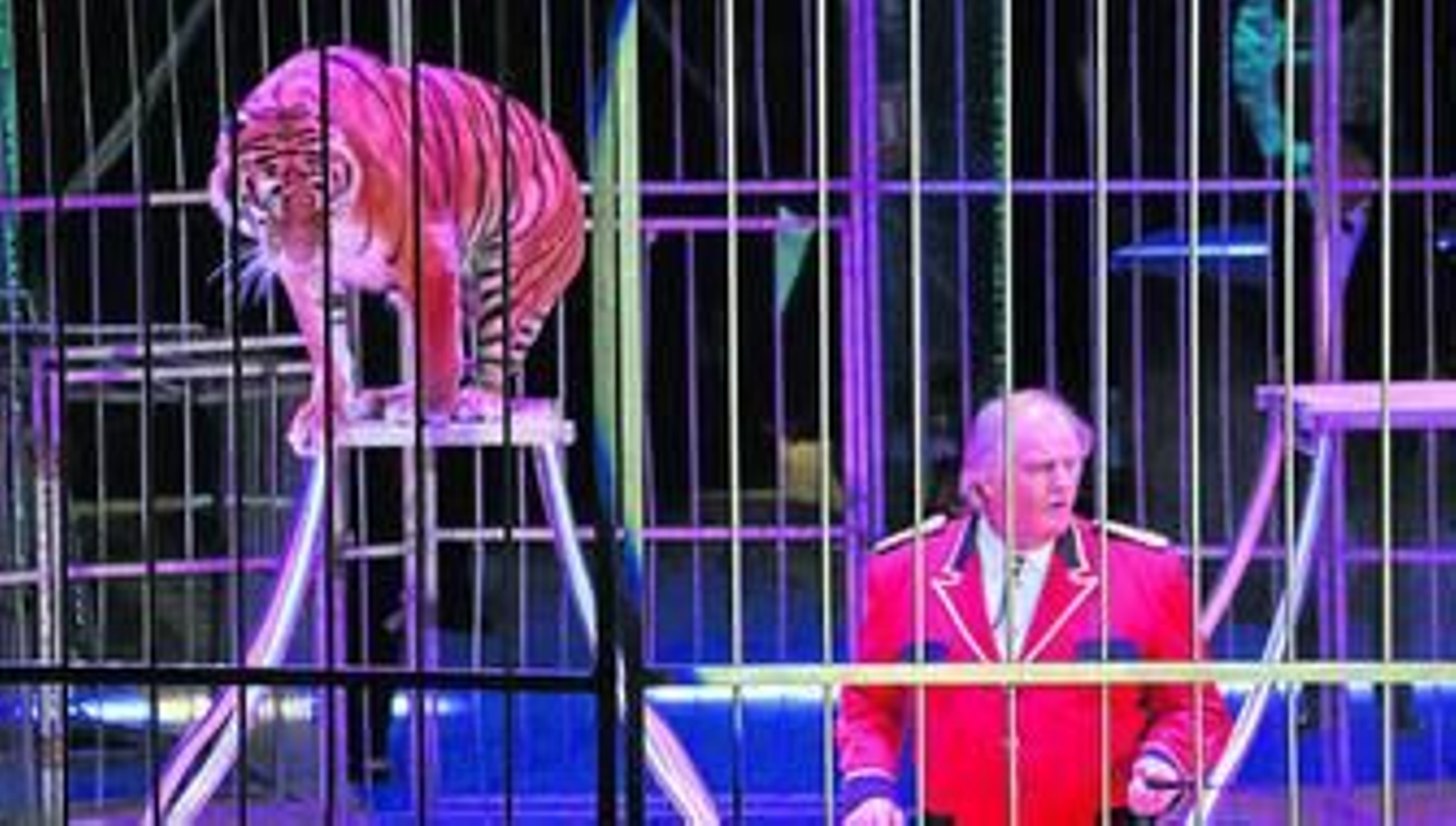 Espectáculo con un tigre de bengala.