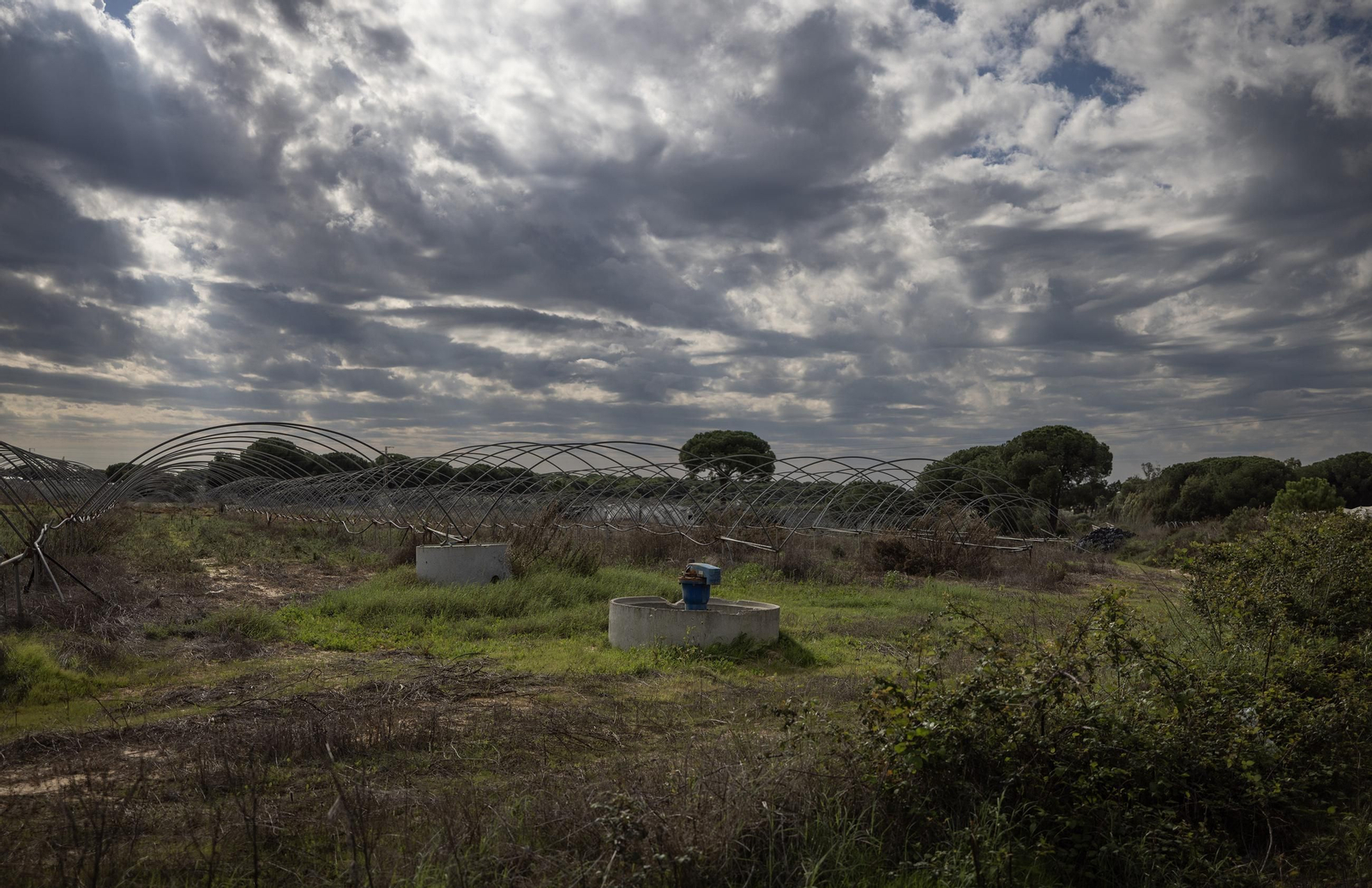 Las fotos de los cultivos en Doñana después del acuerdo sobre la regulación de regadios