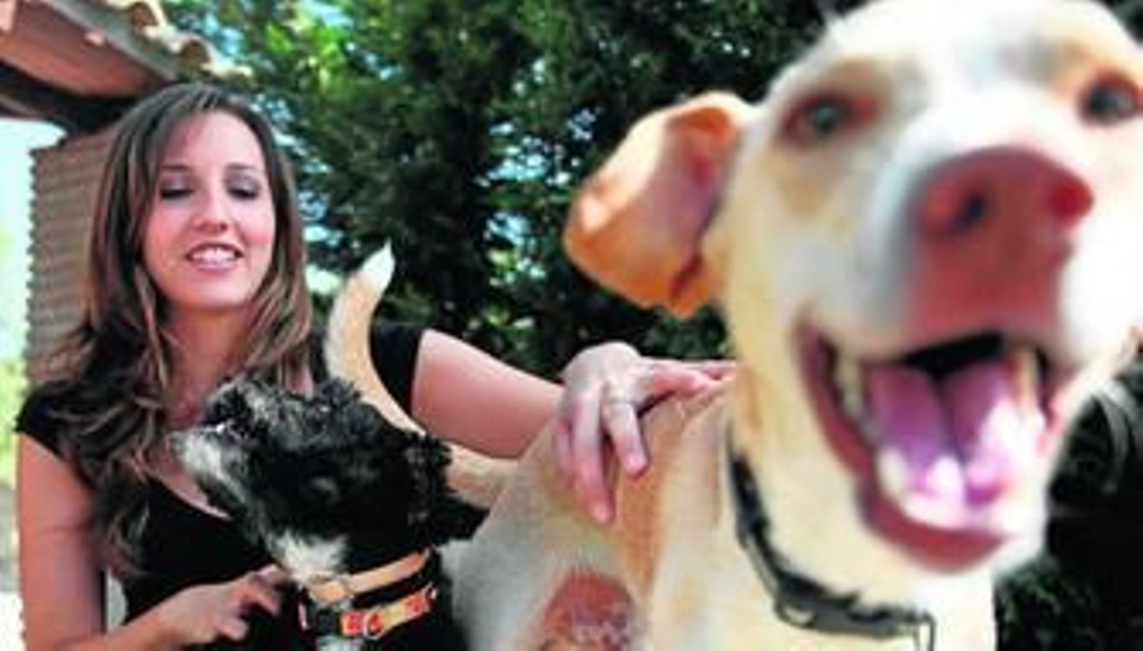 Los perros no podrán dormir en terrazas, en balcones ni en patios