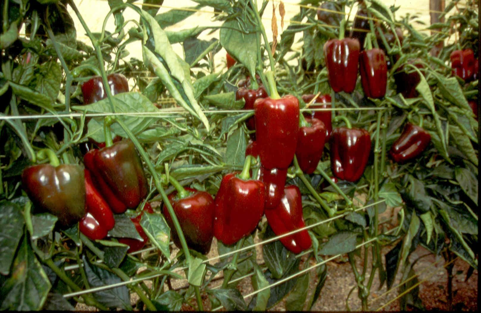 Ejemplo de uso de rafia en el entutorado y fajilla del cultivo de pimiento en la provincia de Almería.