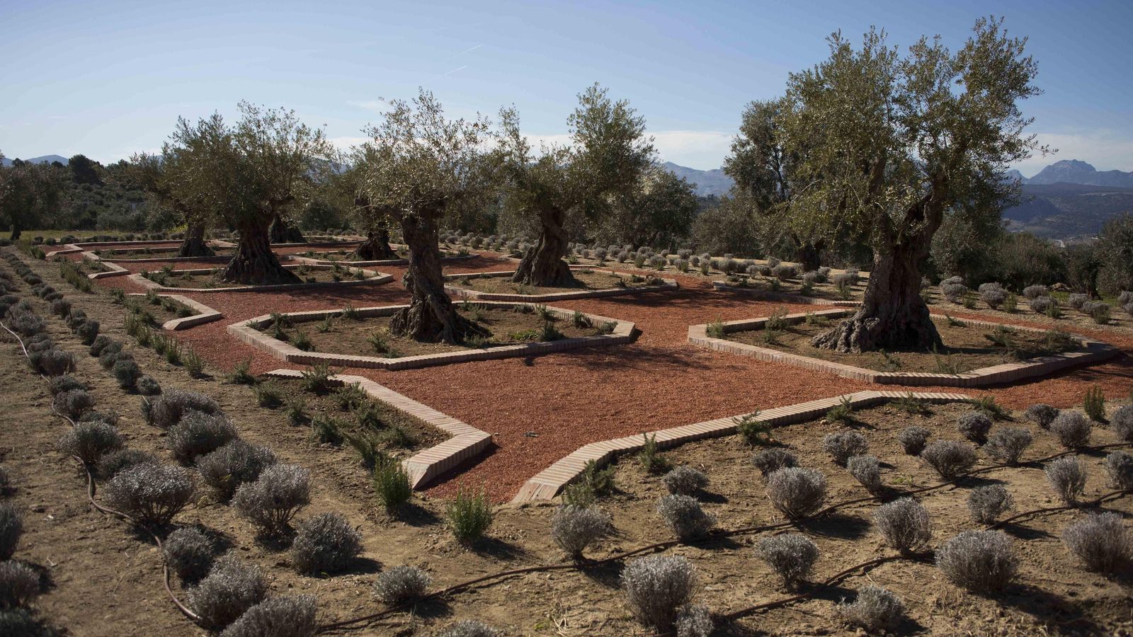 Plaza de los olivos centenarios.