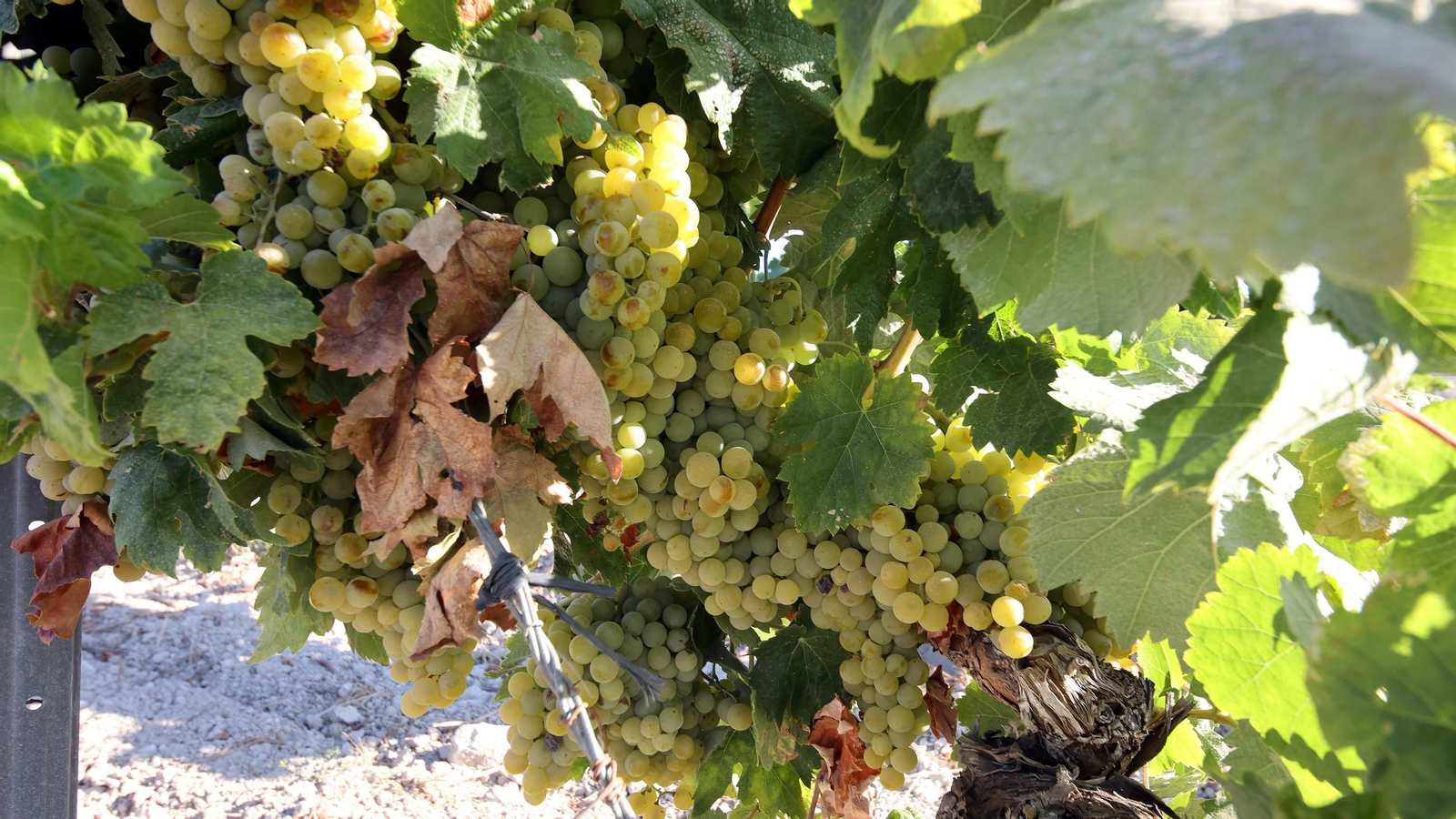 Vendimia a mano en la Viña El Caribe en Jerez