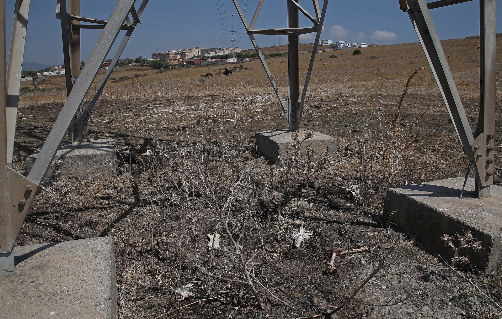El cementerio ilegal de caballos de Algeciras, en imágenes