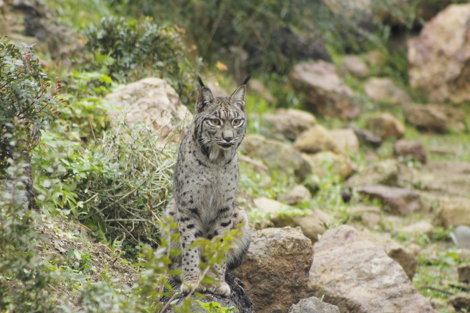 Un ejemplar de lince ibérico.