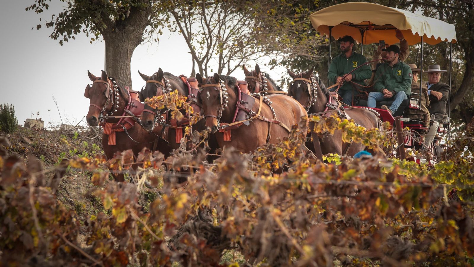 Búscate en la III Ruta Viñas de Jerez de Enganches