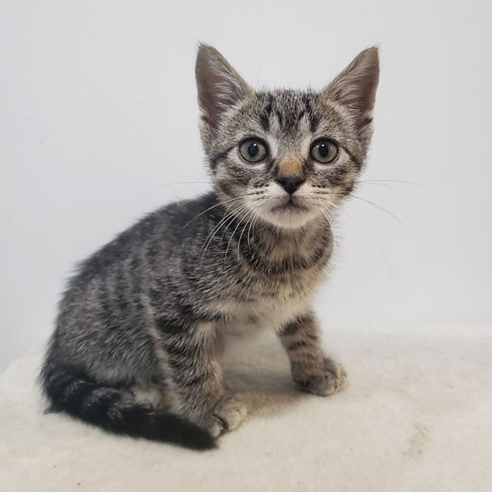 Una de las gatitas que se pueden adoptar en el centro municipal.