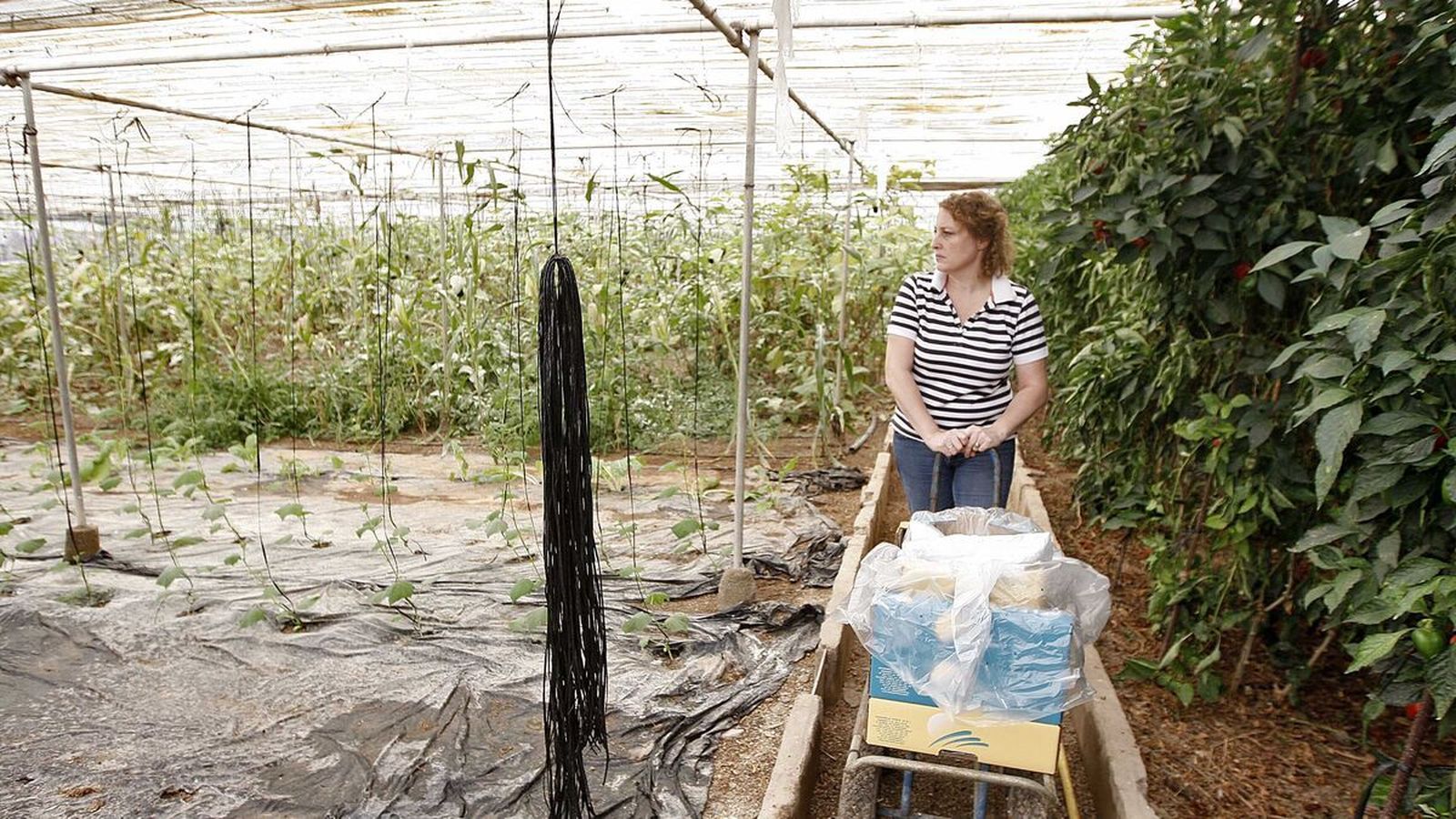 La administración y las organizaciones agrarias siempre recuerdan la importancia de contratar seguro.