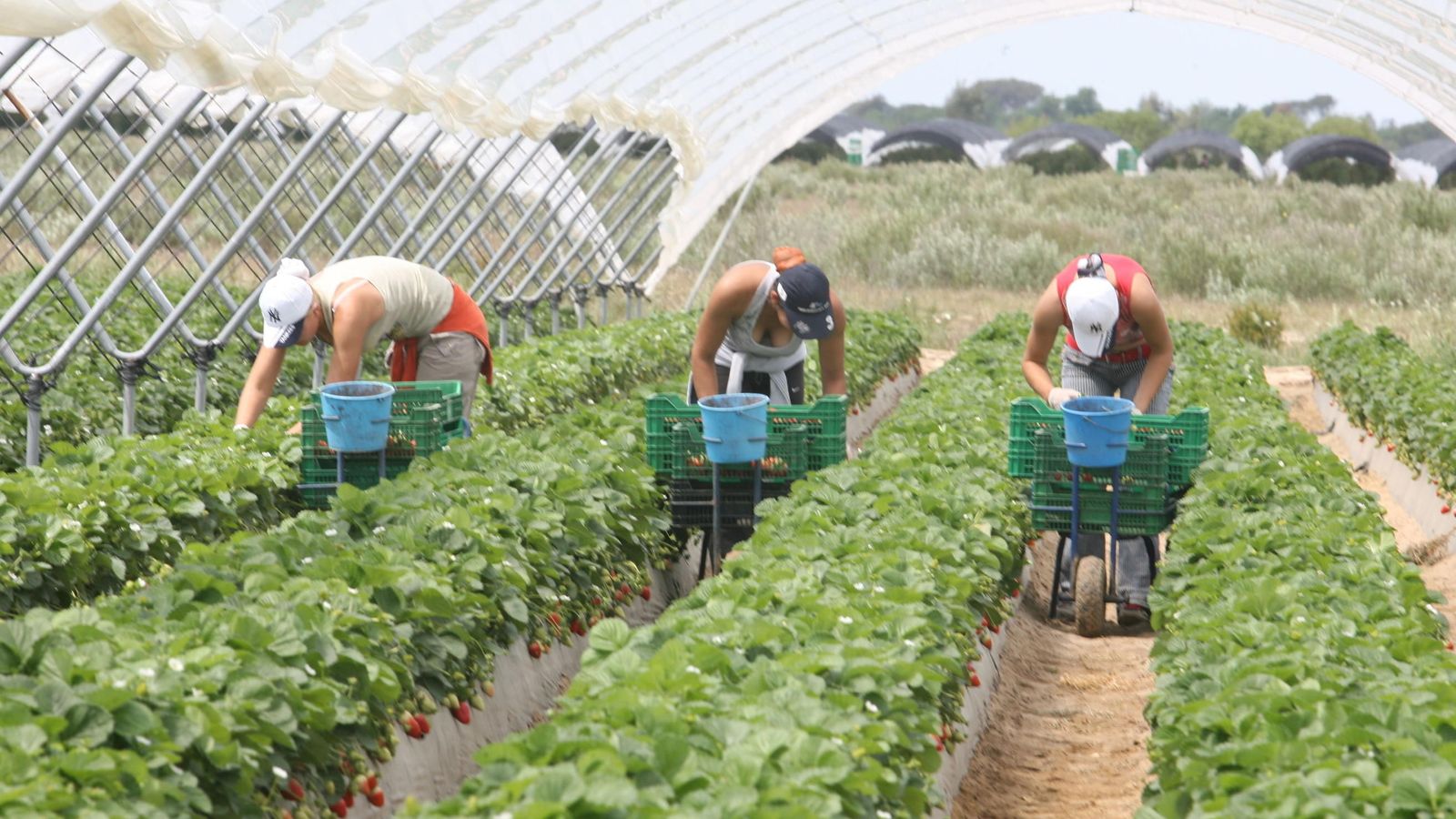 Trabajadoras en una finca onubense de frutos rojos.