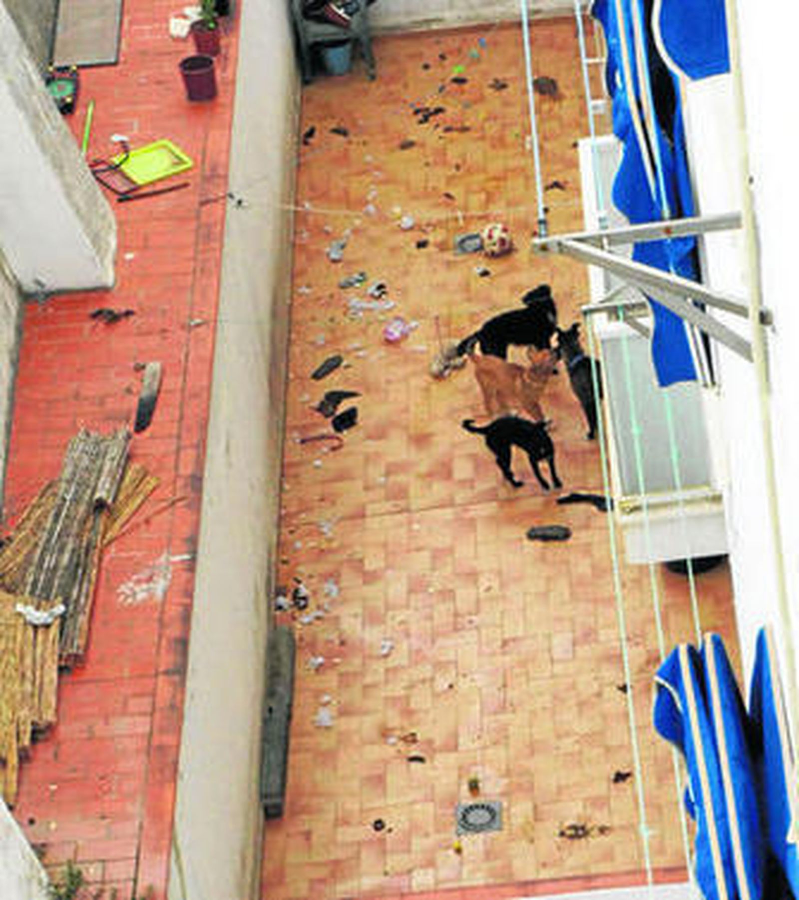Cuatro perros juegan entre excrementos en uno de los patios okupados.