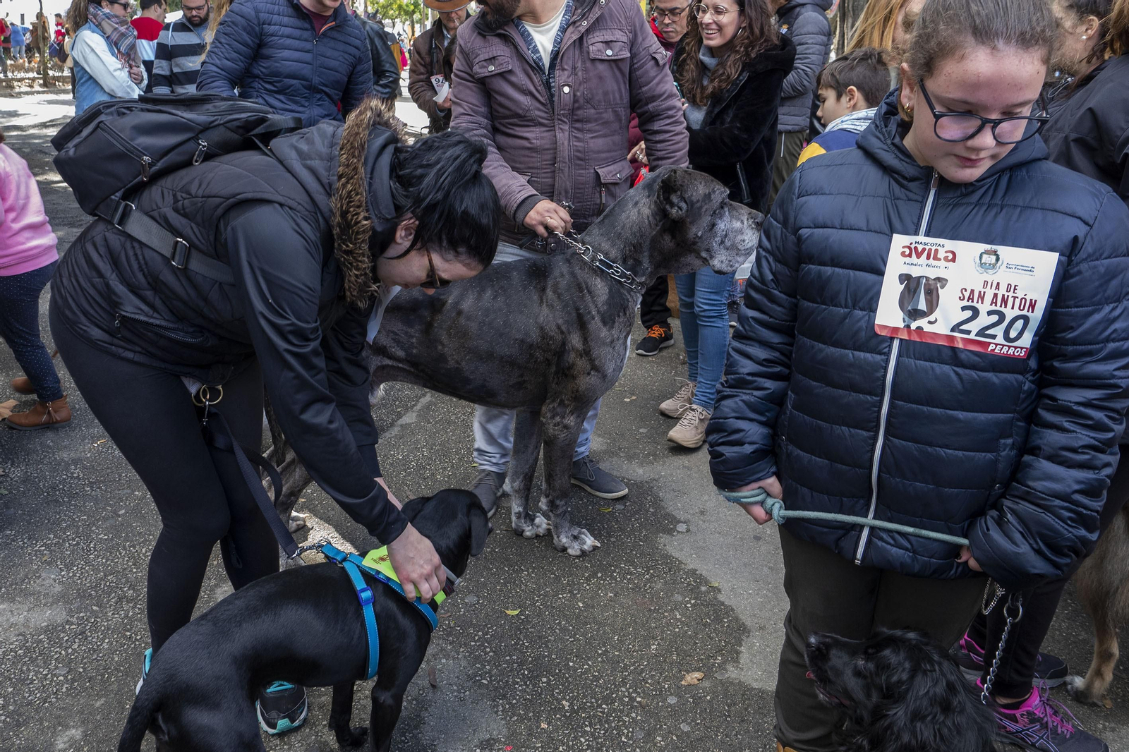 Las imágenes de la fiesta de San Antón en San Fernando