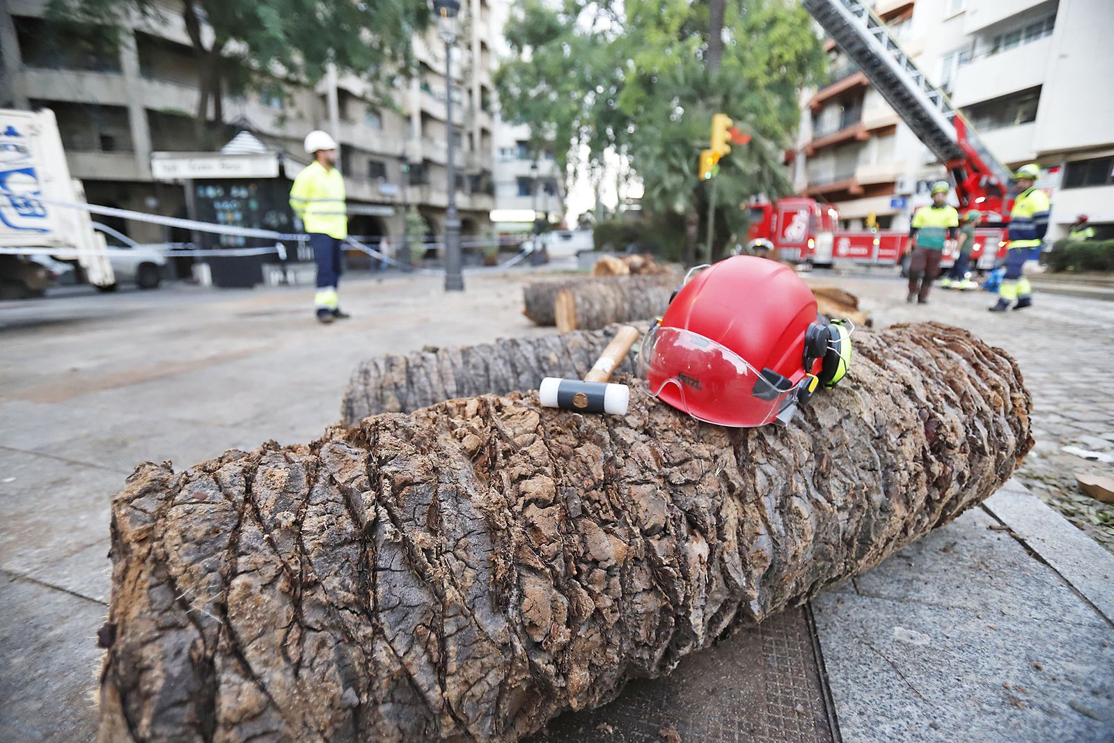 Imágenes de la tala de la emblemática Palmera de Huelva