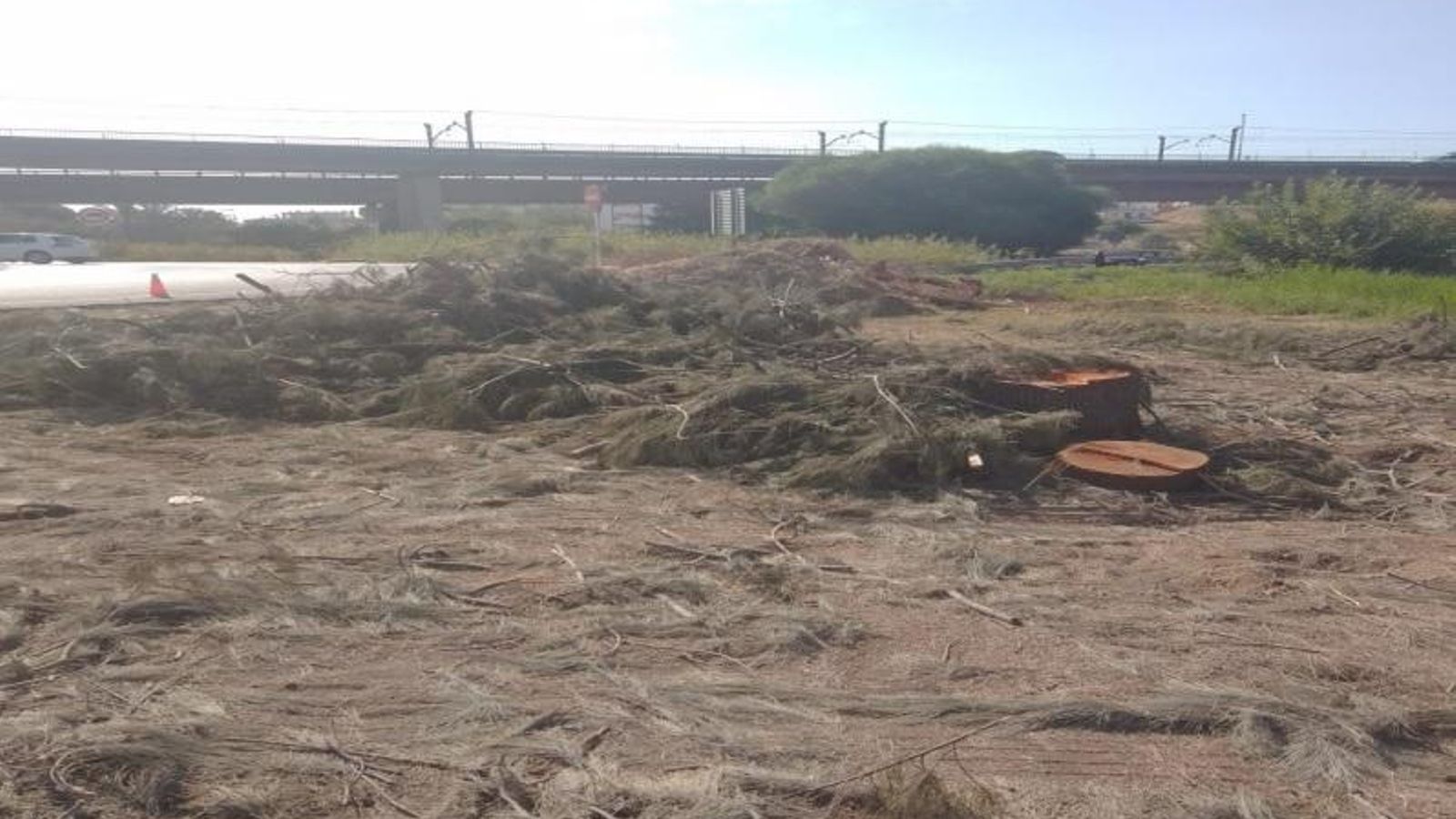 Tala de casuarina equisetifolia en el acceso de la A-8054 hacia Tomares y San Juan de Aznalfarache.