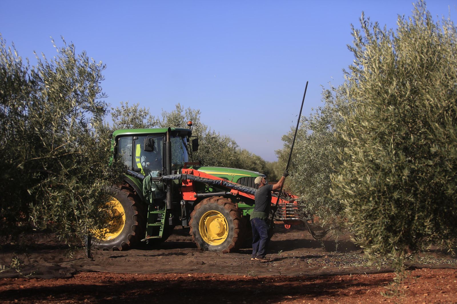 Un tractor, en un olivar.