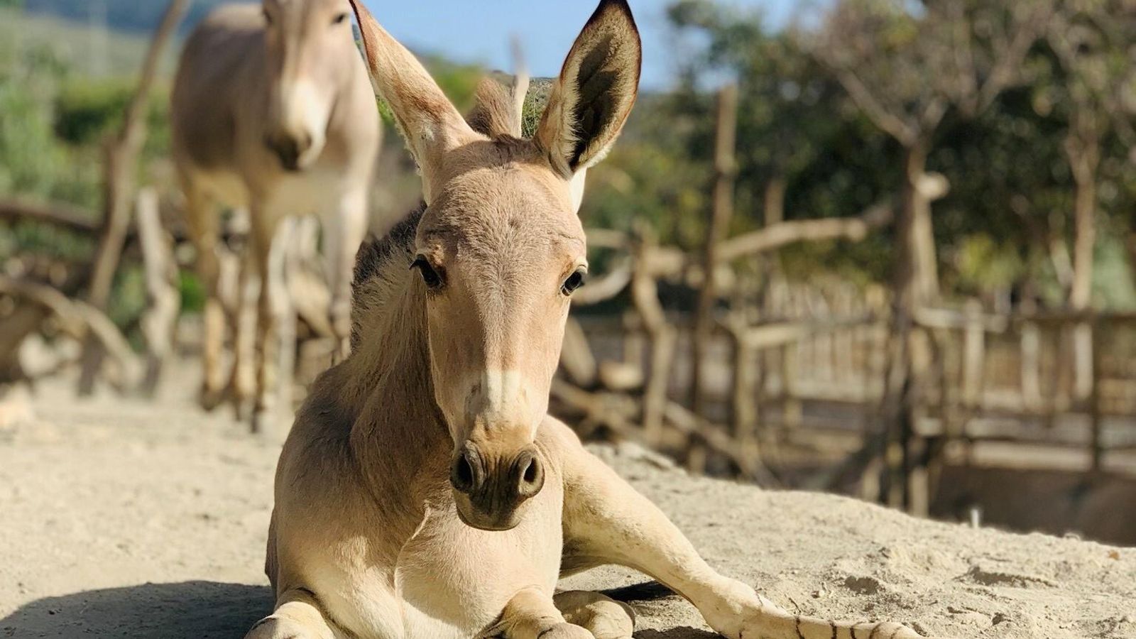 El asno salvaje somalí que ha nacido en Oasys MiniHollywood en Tabernas.