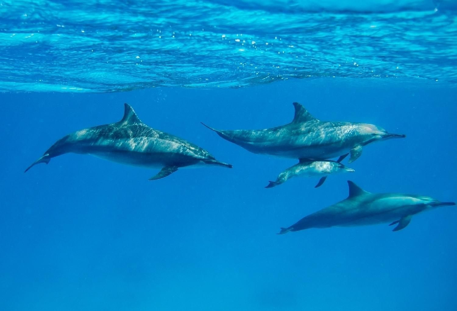 Delfines en el Mar de Alborán.