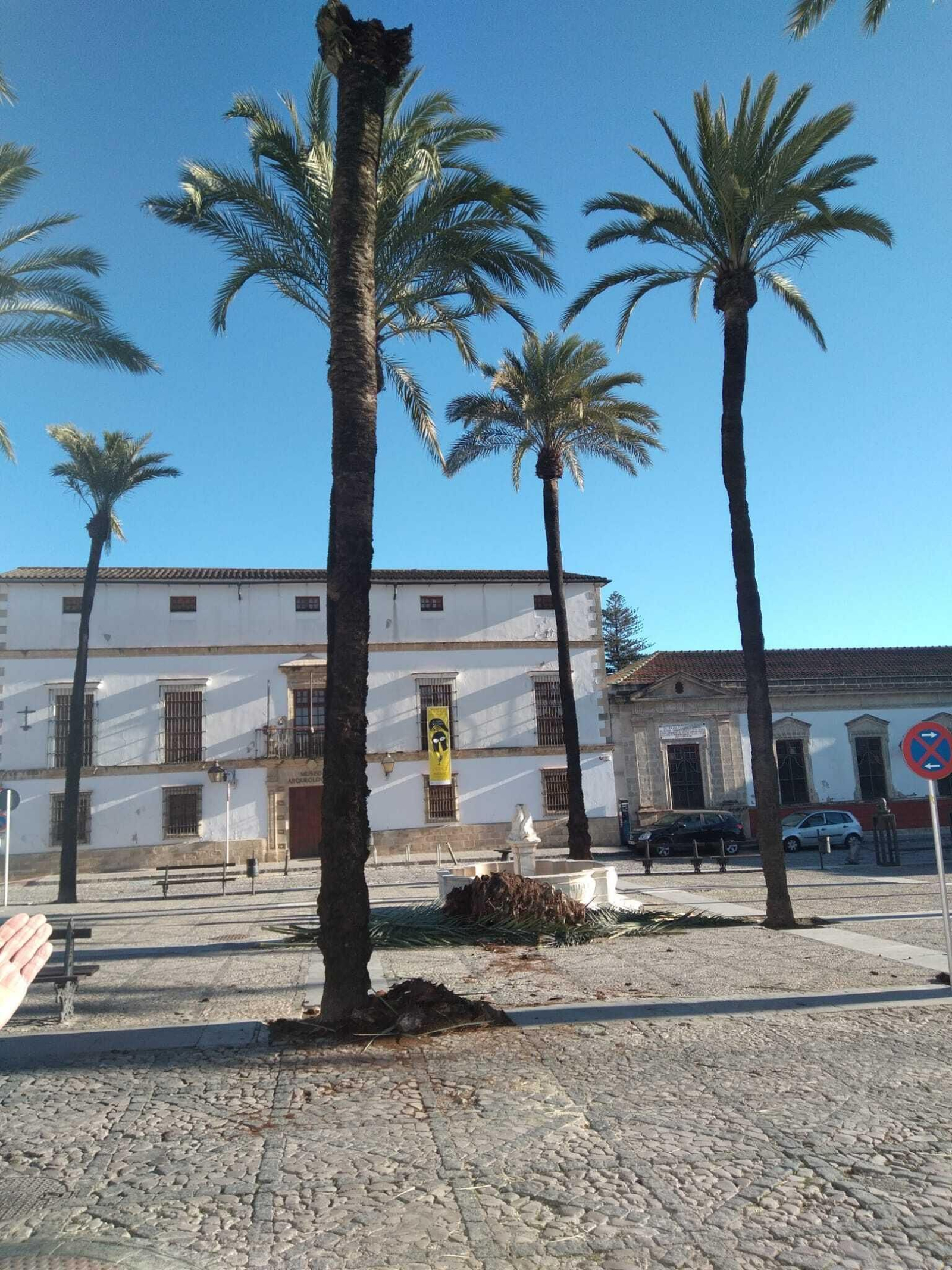 Cae la copa de una palmera en San Mateo