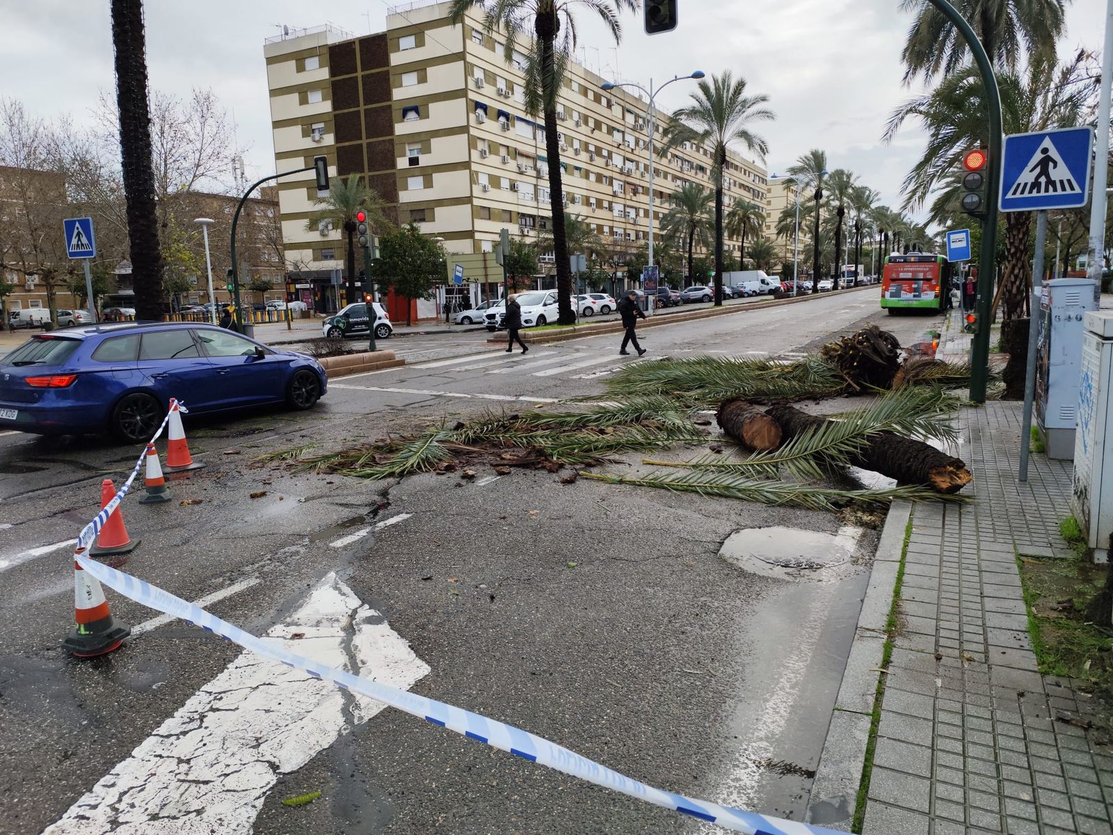 Las imágenes de los destrozos de la borrasca Kristin en Córdoba: árboles arrancados y desprendimientos de tejados y fachadas