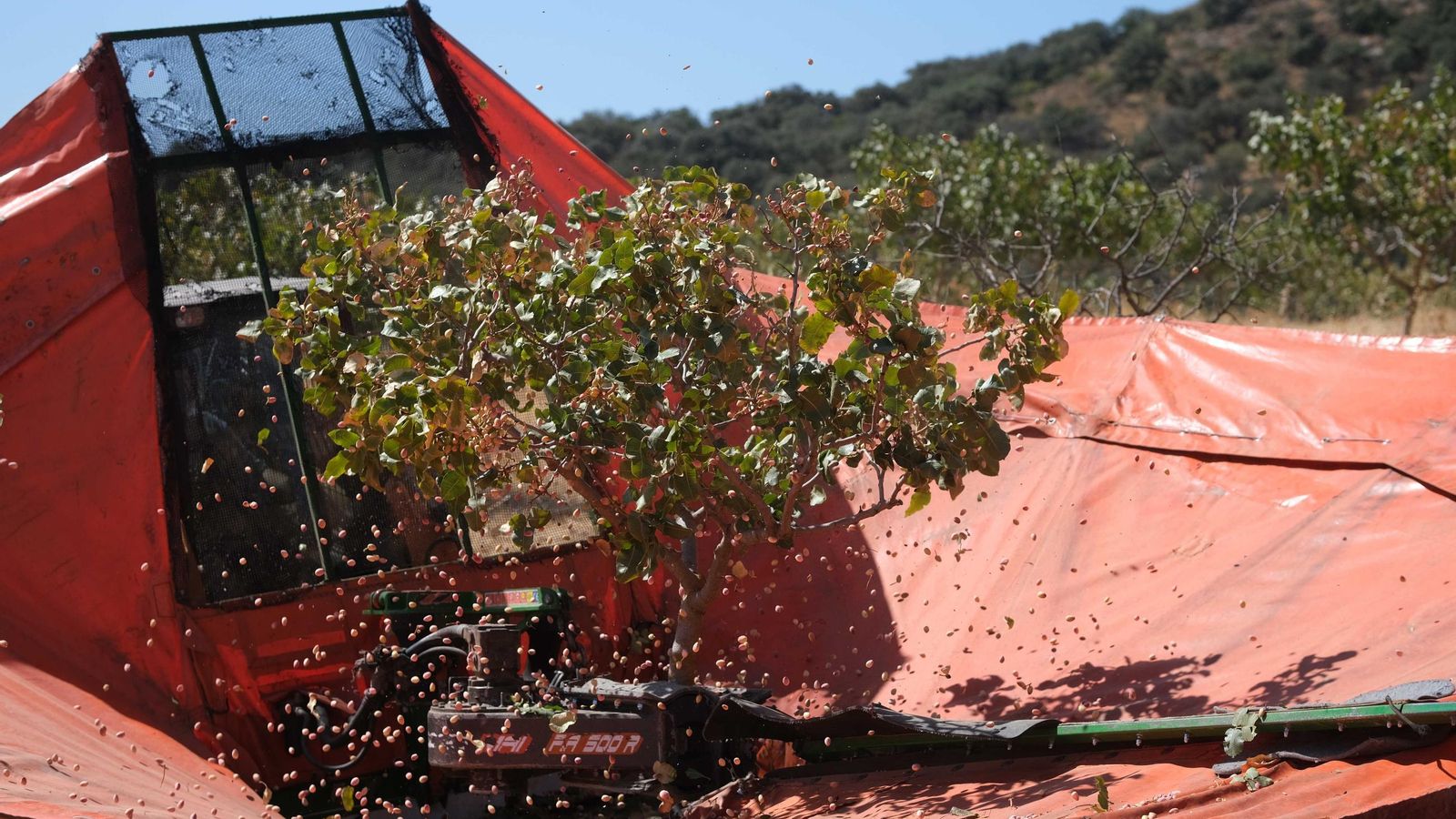 El sistema empleado para la recolección es el mismo que con la aceituna.