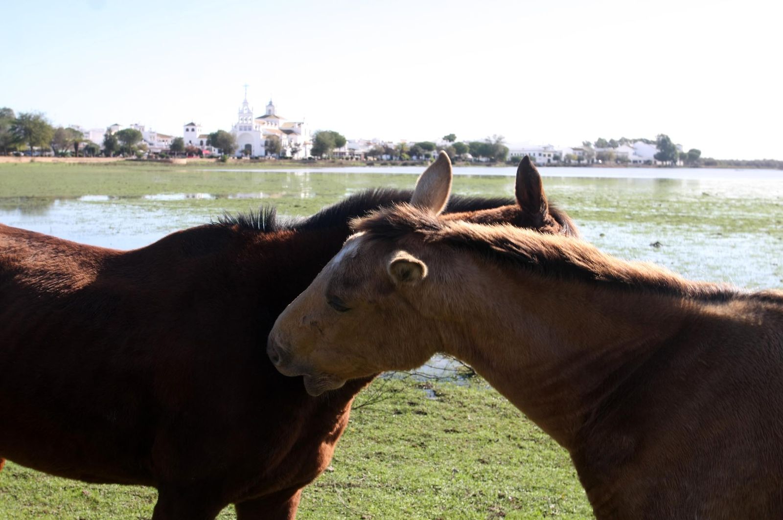 Imágenes de la marisma de El Rocío y de la laguna de El Portil tras las últimas lluvias