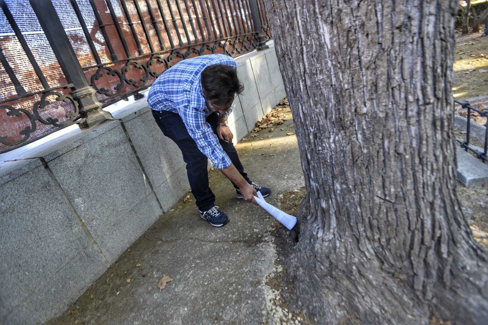 Un técnico señala el daño de un árbol enfermo en el parque.