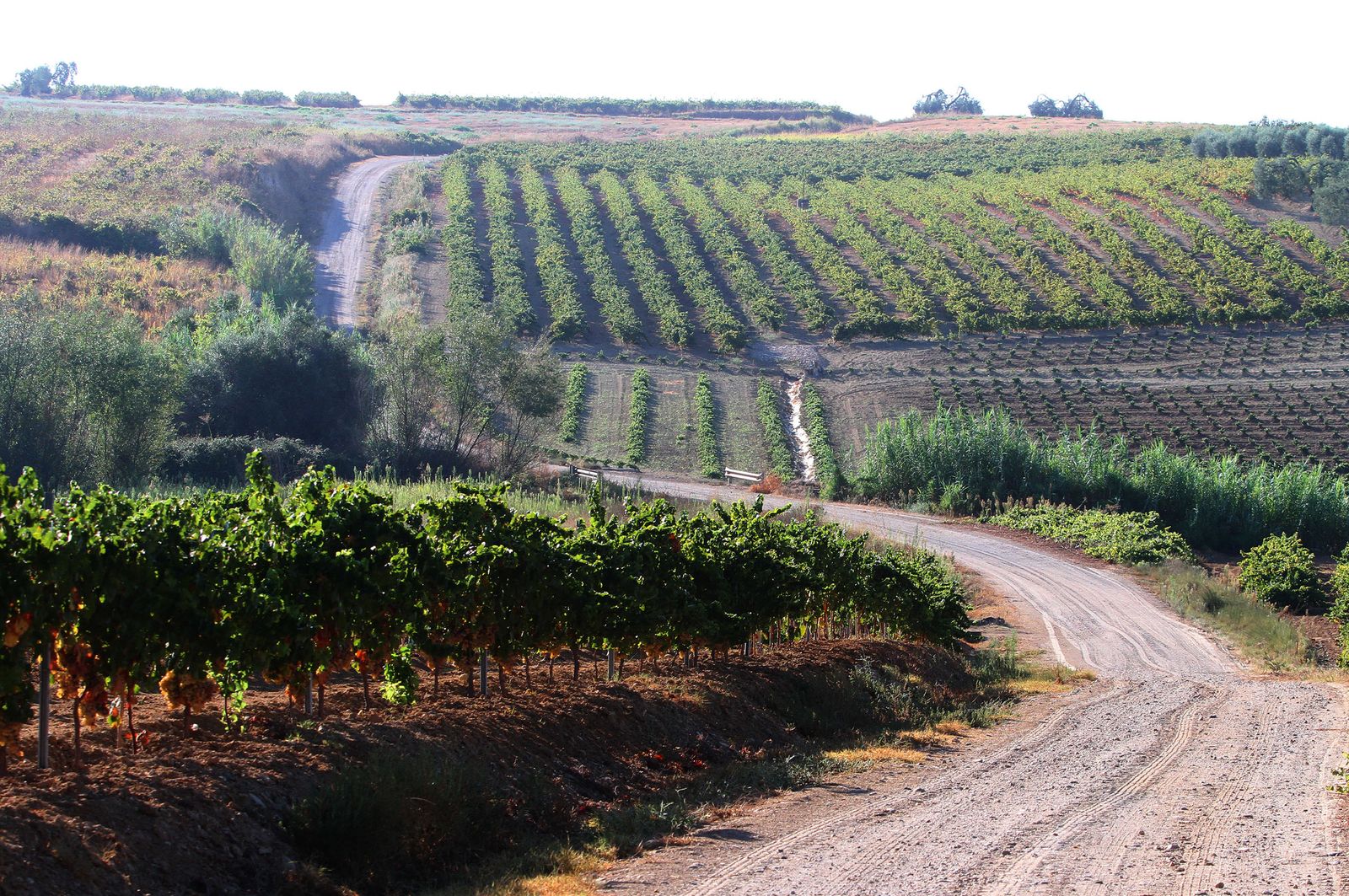 Imágenes de la vendimia en el Condado de Huelva.
