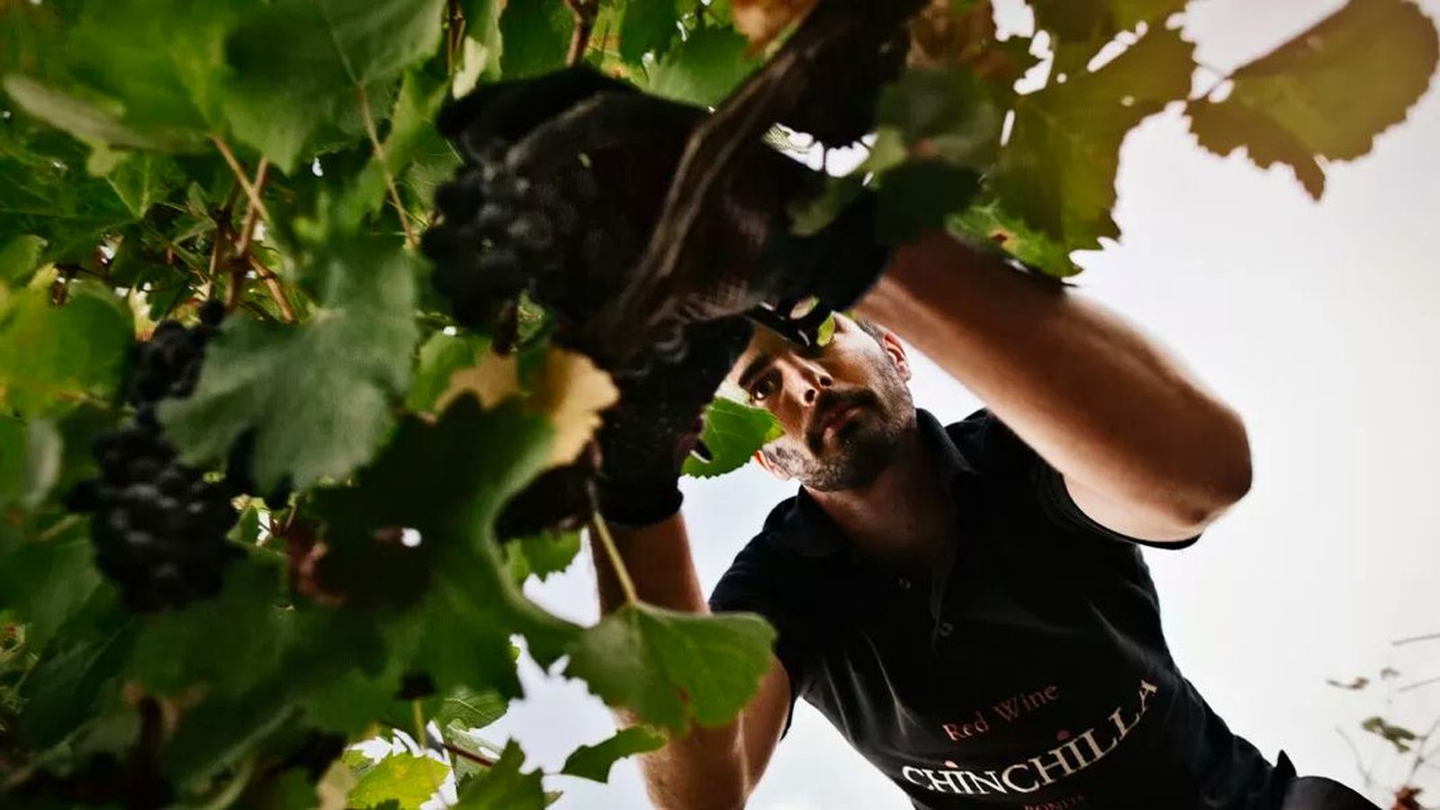 Descubre los vino de Bodega Doña Felisa en Ronda, tradición y calidad en cada botella