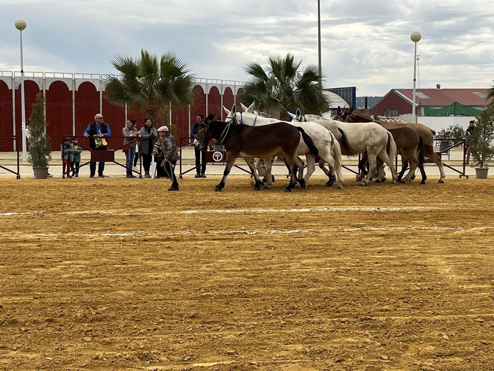 La exhibición ecuestre Caballos de Nuestra Tierra de Bujalance, en imágenes