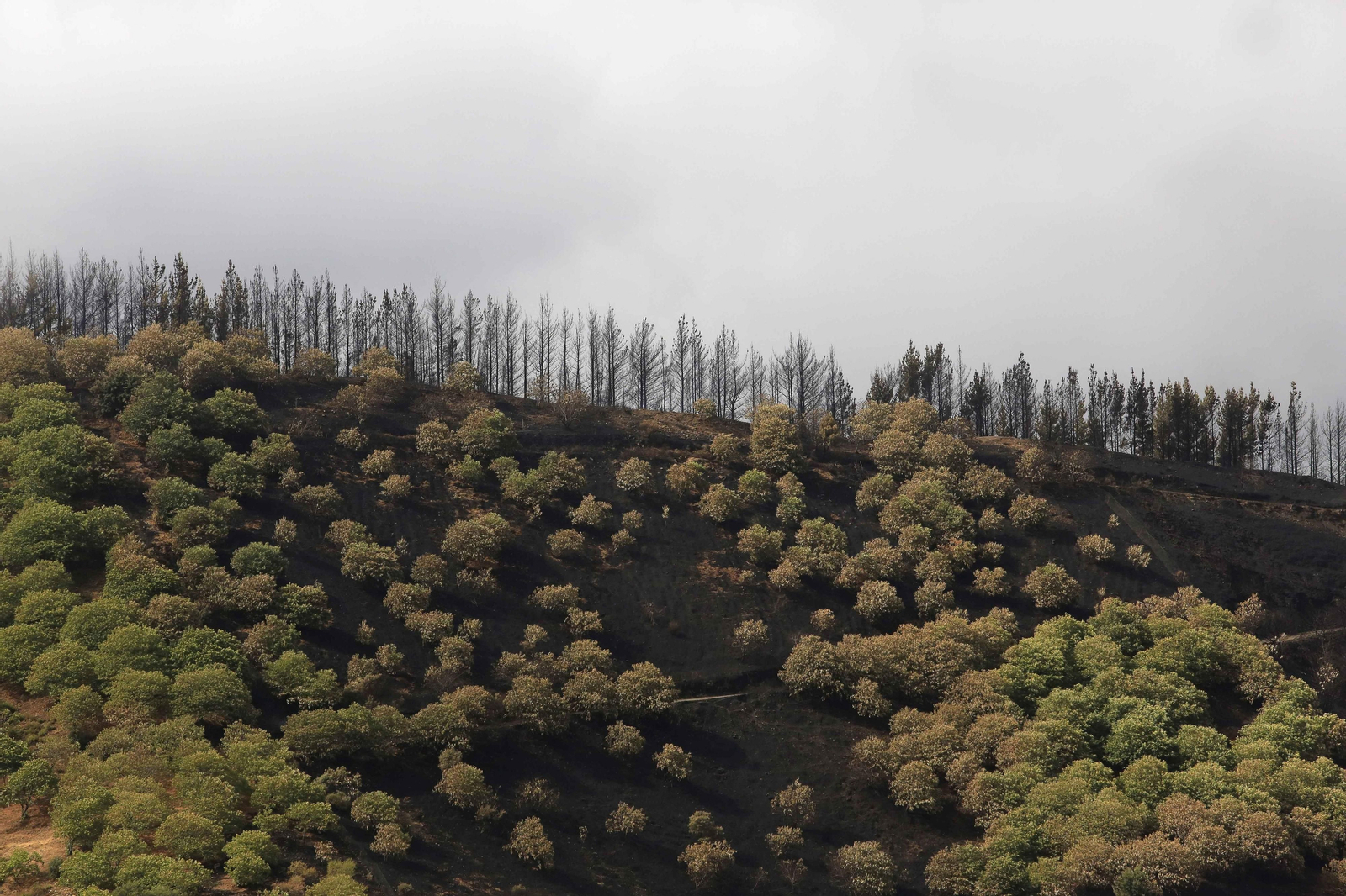 Imagen de los efectos del incendio.