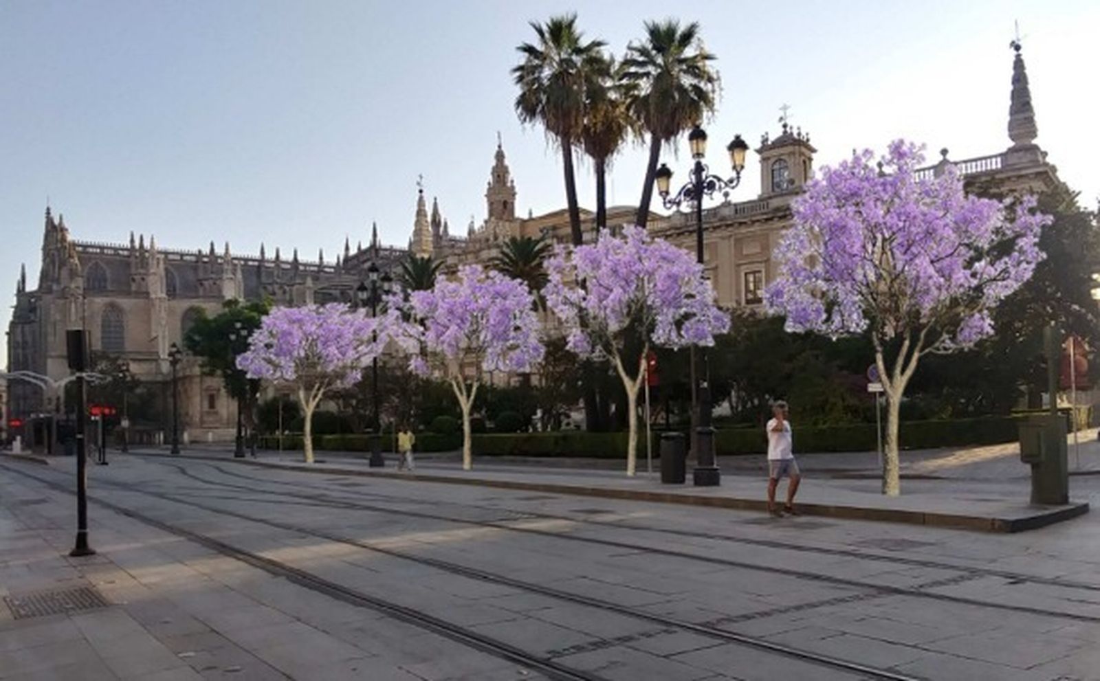 Recreación de las jacarandas que irán en los jardines de la Lonja presentada en la comisión de Patrimonio.