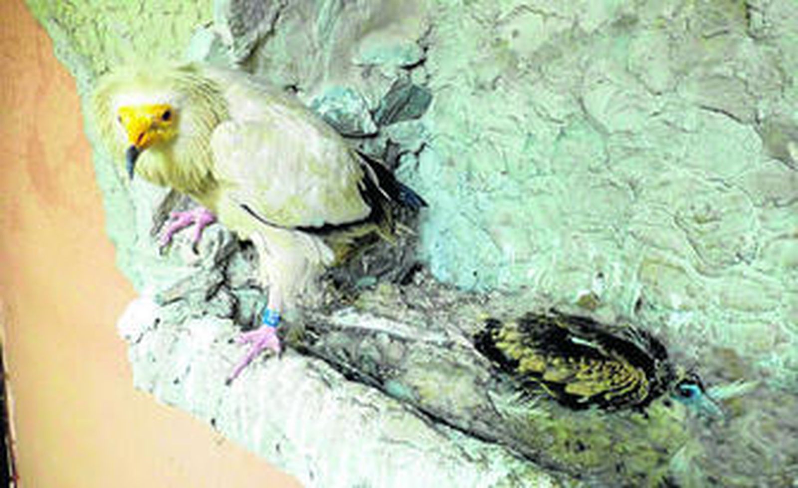 Imagen de la cría, en las instalaciones del zoo jerezano.